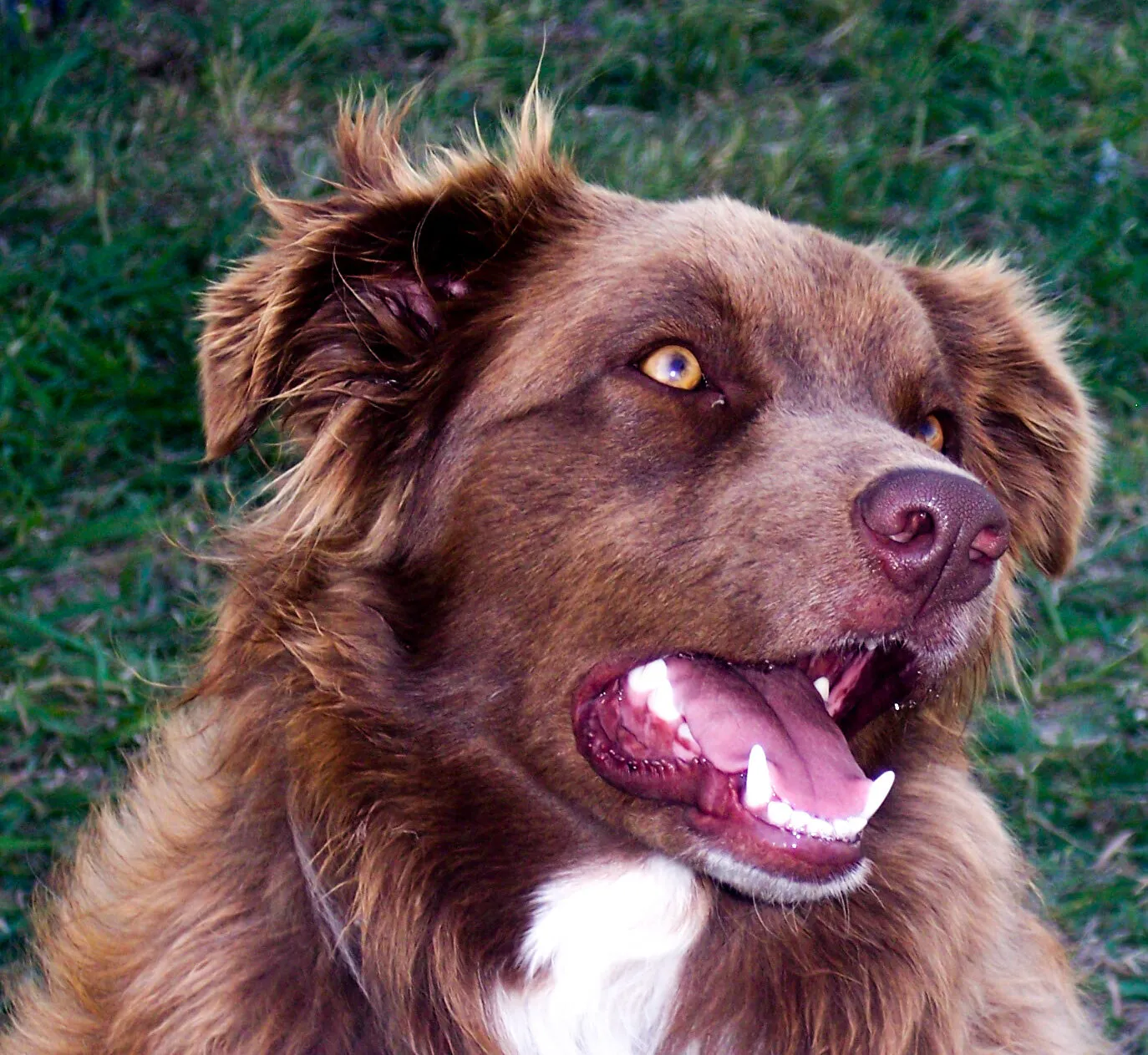 Bob the Aussie