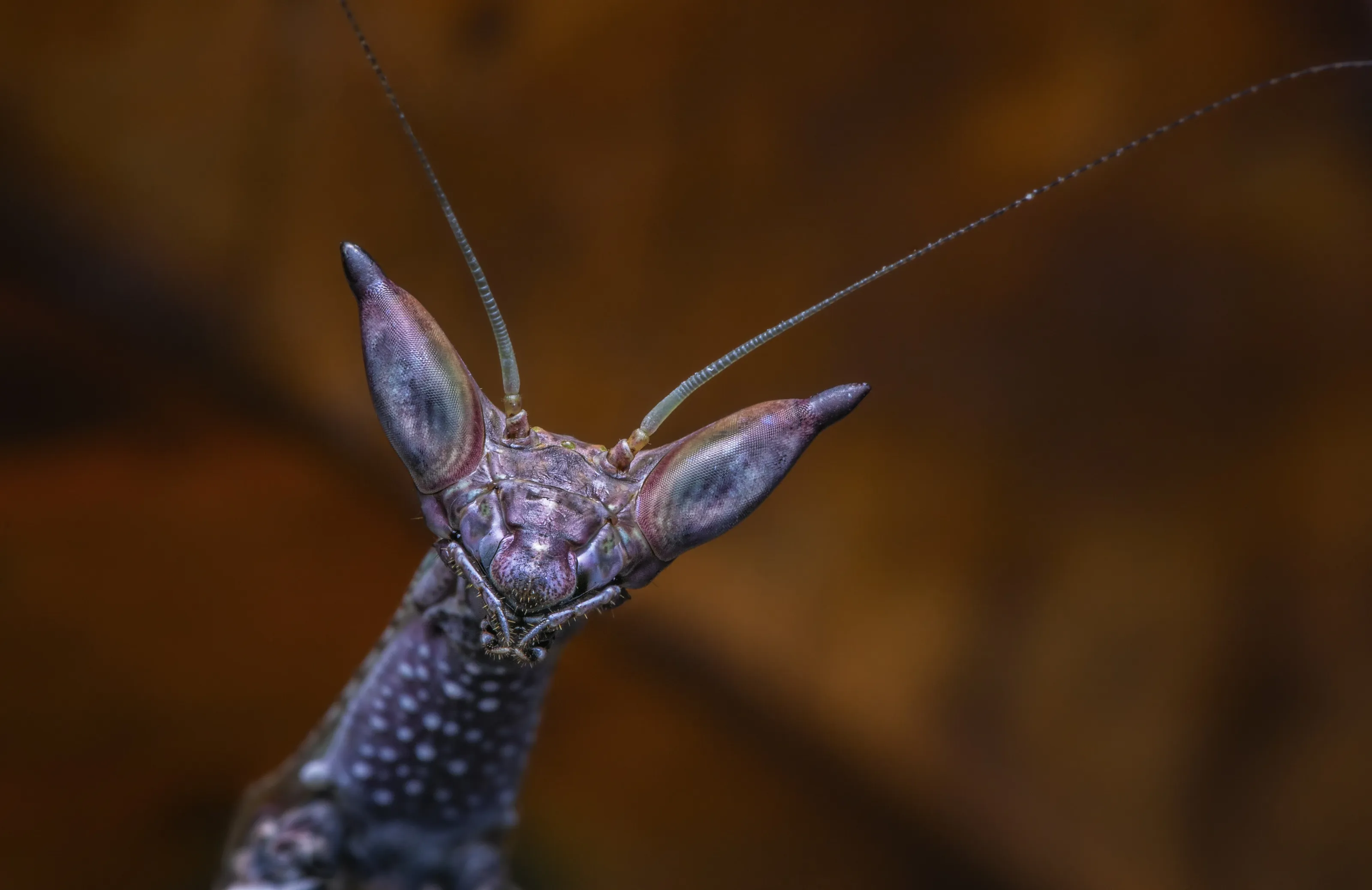 Cat-Eye-Mantis