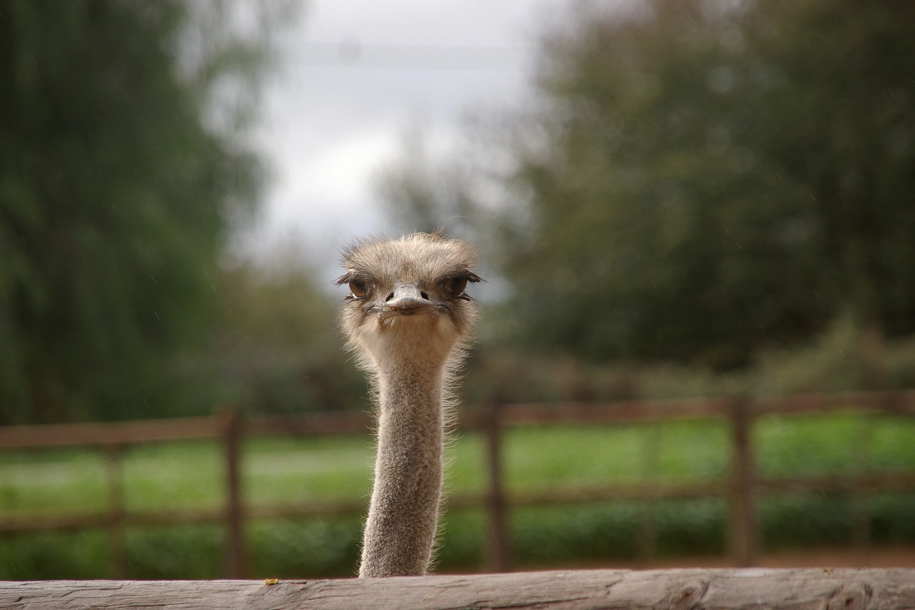 nosy ostrich