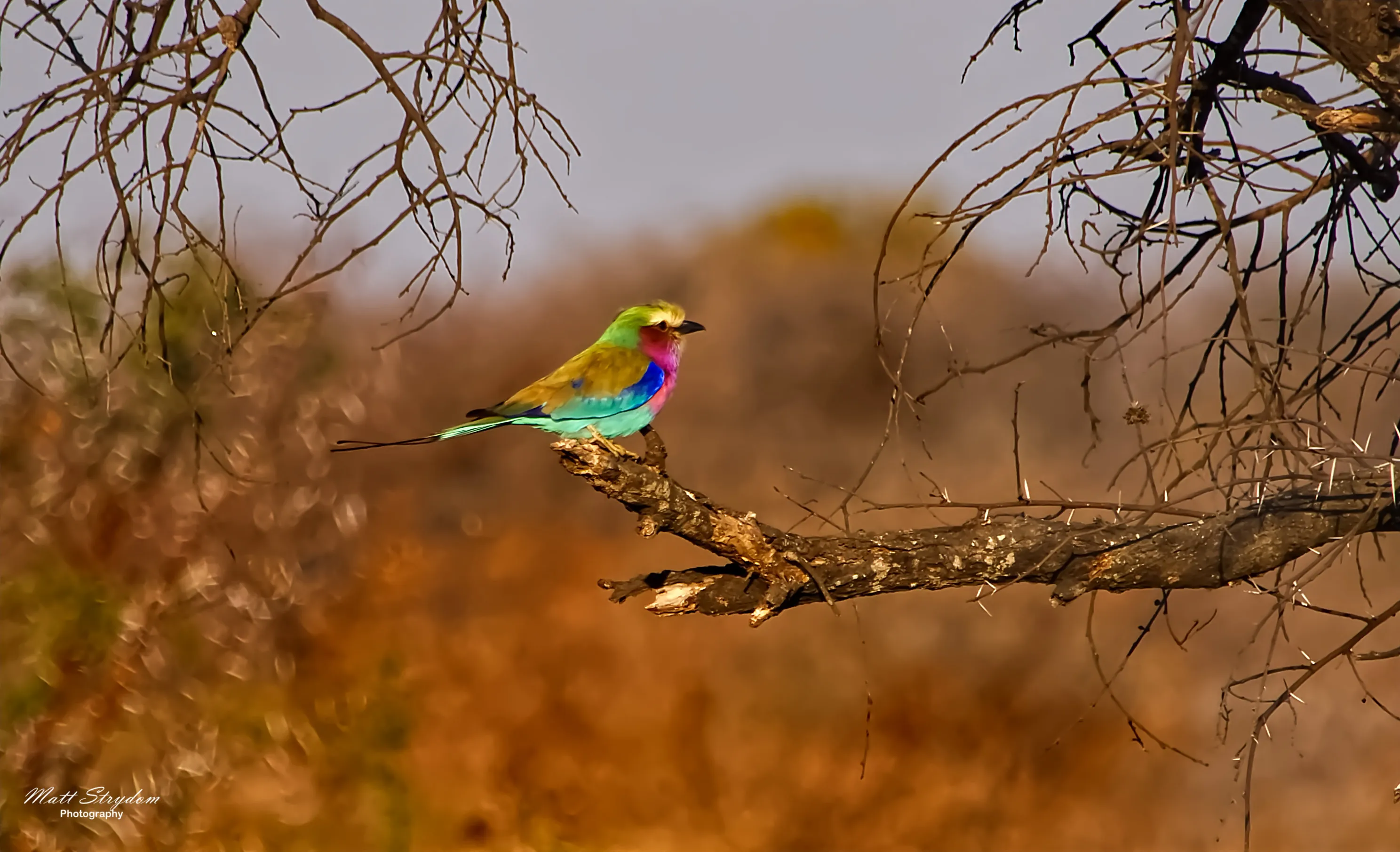 Lilac Breasted Roller