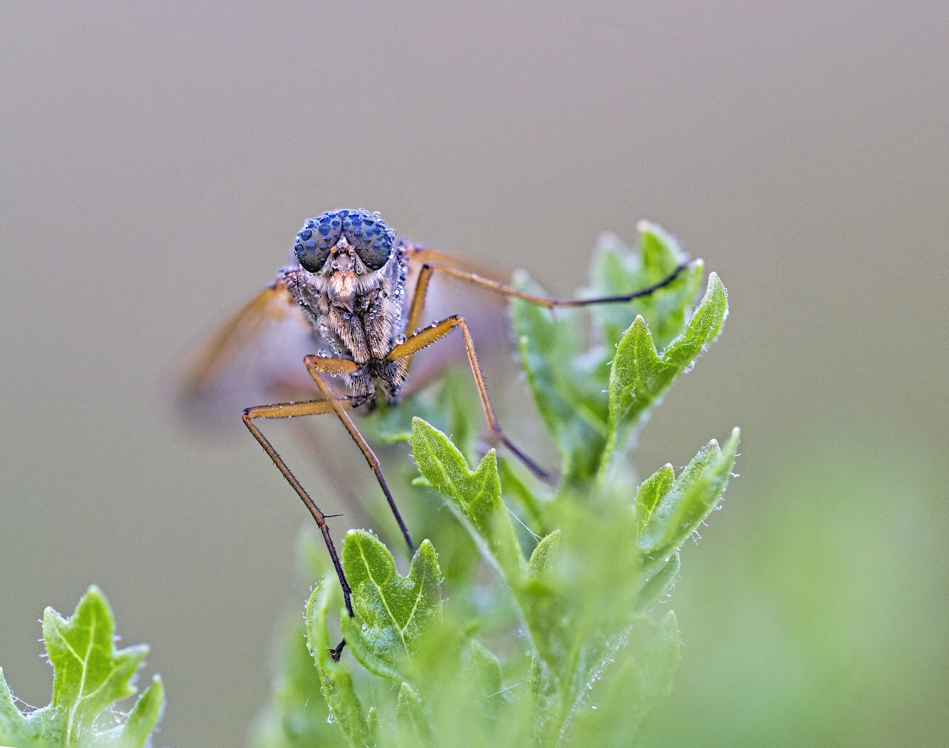 Snipe Fly and Dewdrops