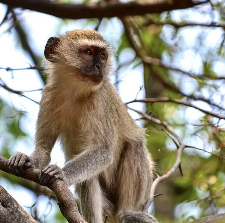 Monkey business