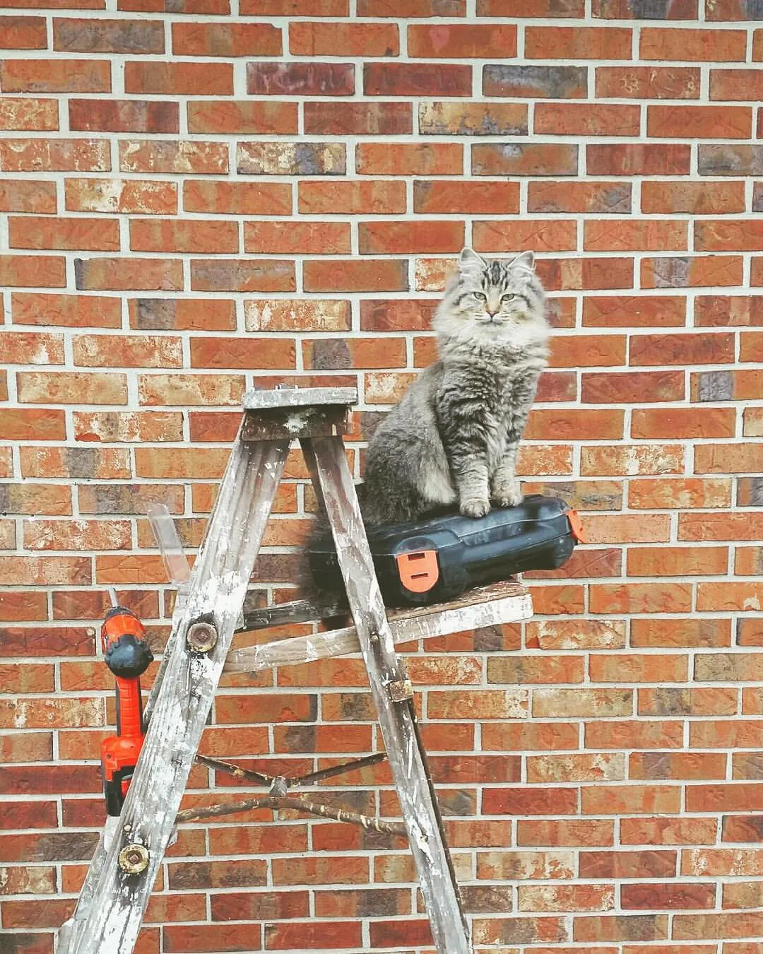 The New Face of "DIY Kitty Magazine"