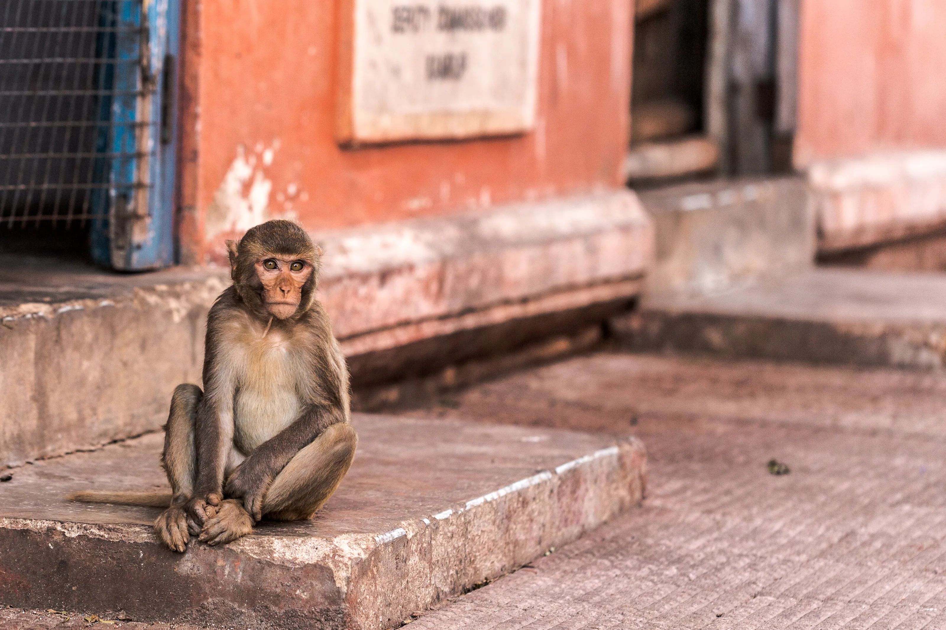 Monkey business