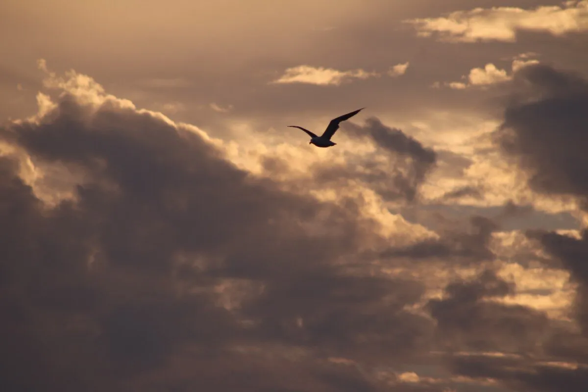 Seagull among clouds