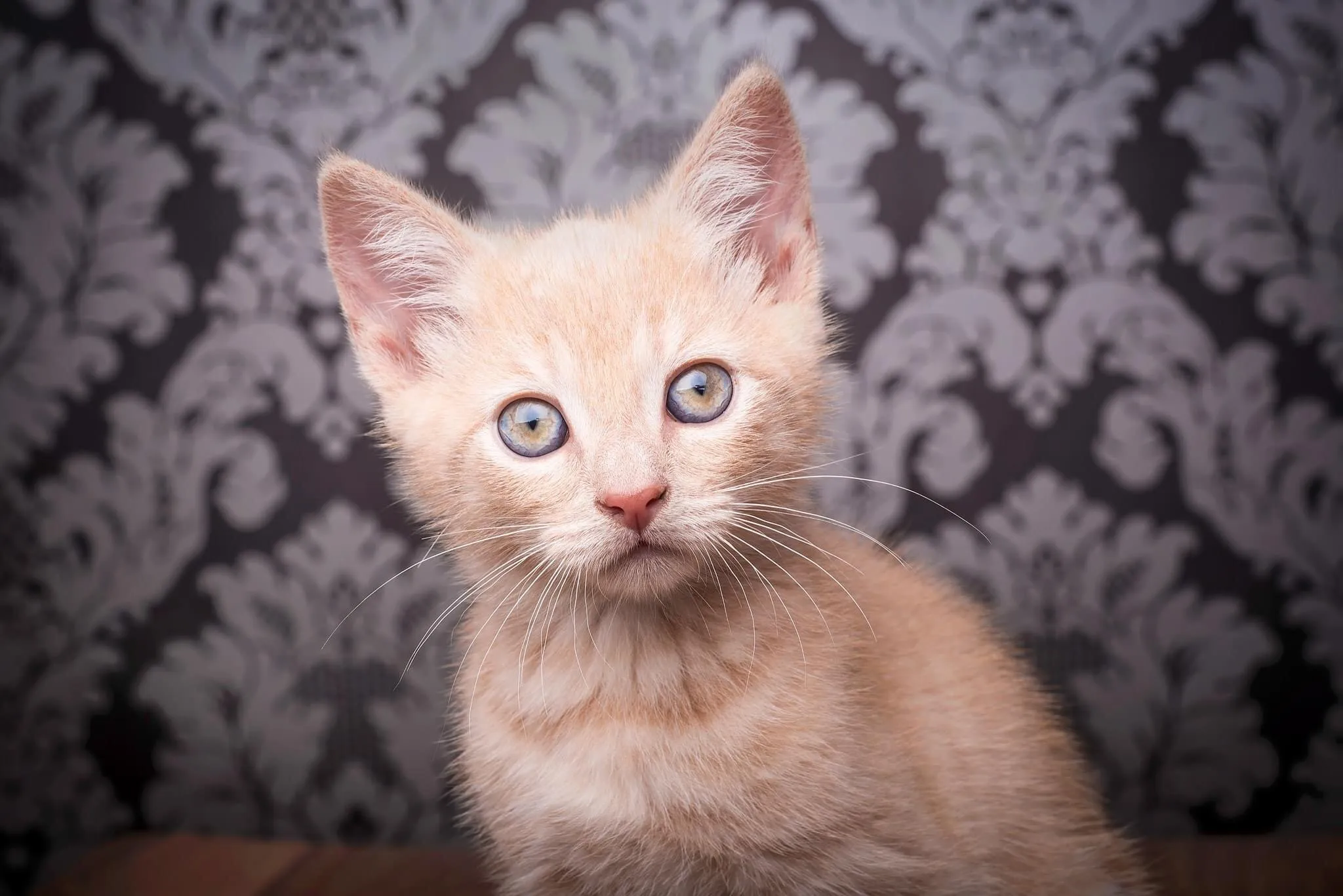 Rupert