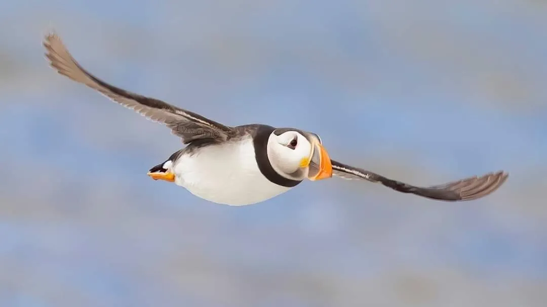 Entry 10518236