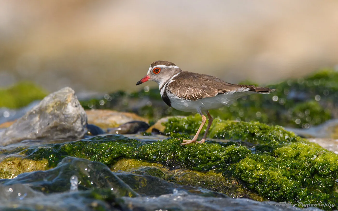 Three-banded Plover