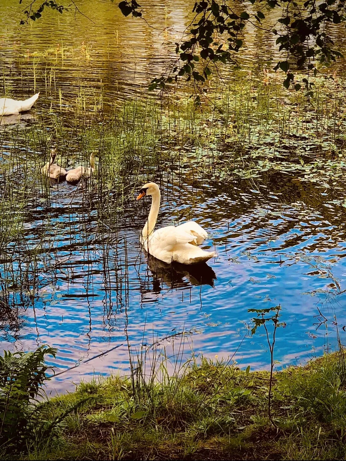 Swan