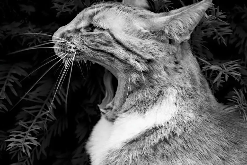 Yawning Cat