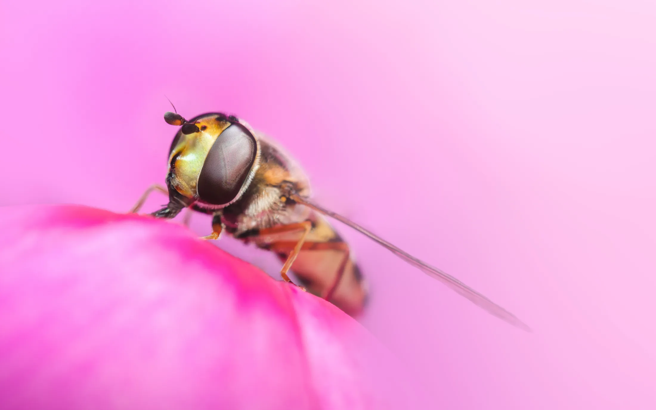A small hoverfly pollinating alone.