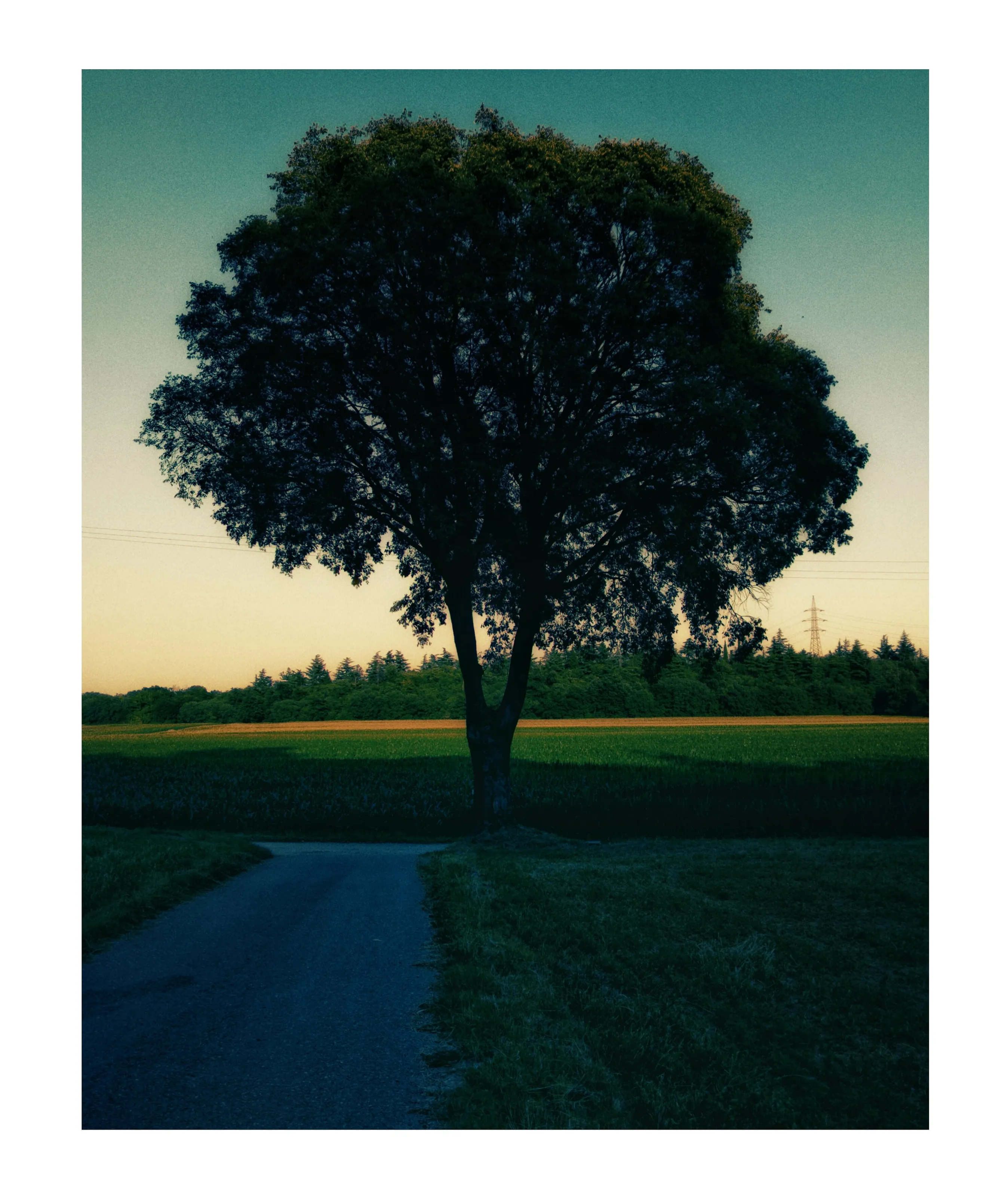 shadow on a tree in summer