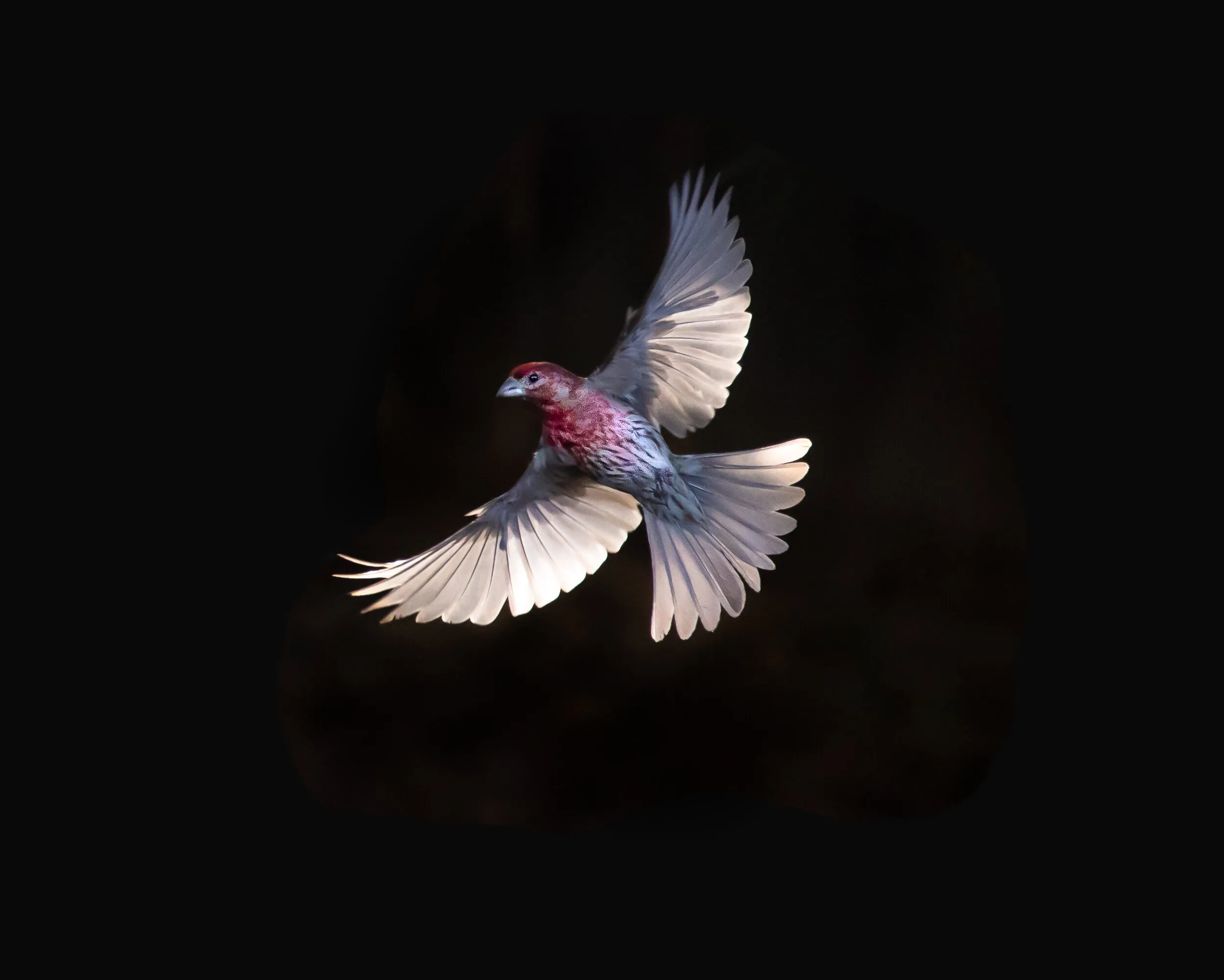Backyard Finch