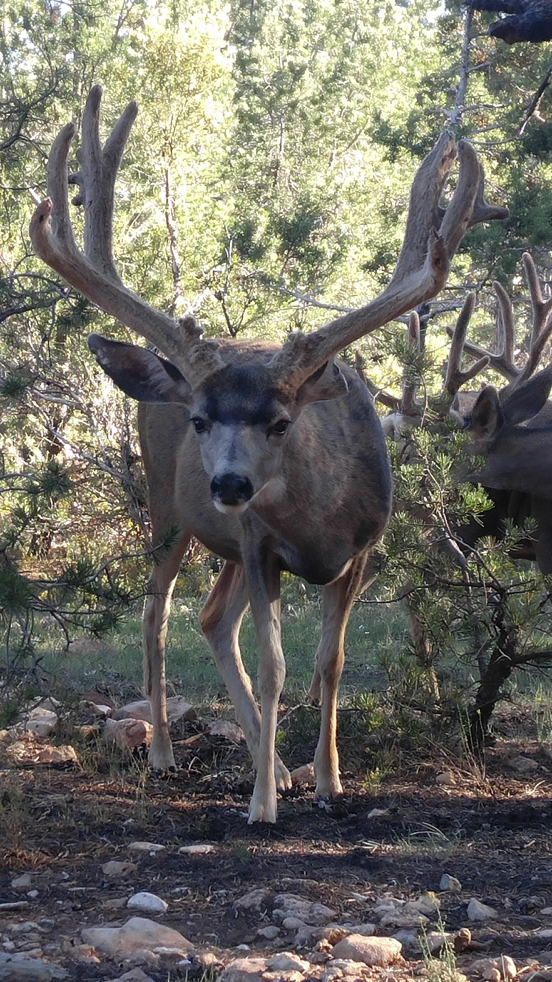Mulie monster