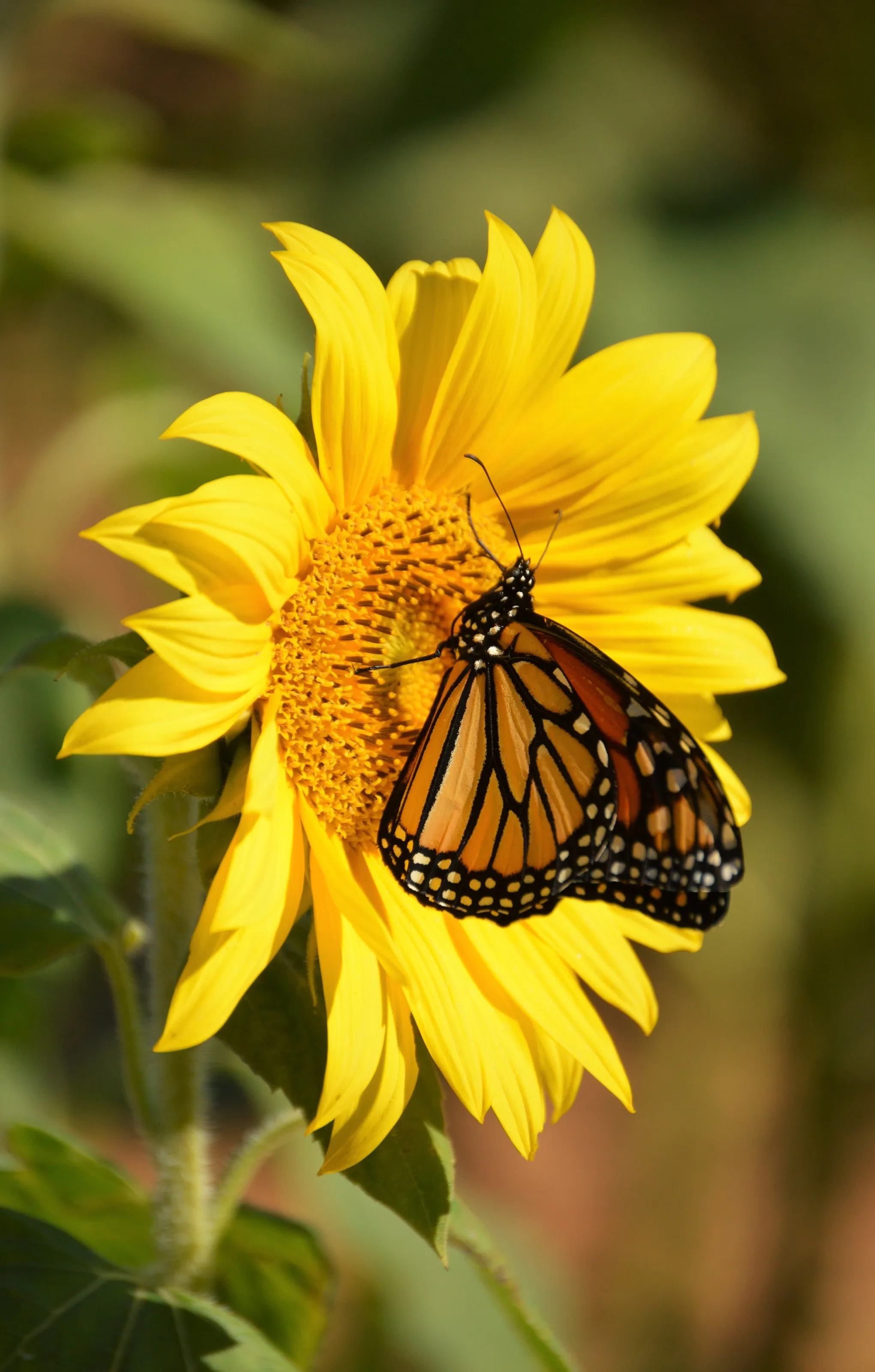 Butterfly Blossom