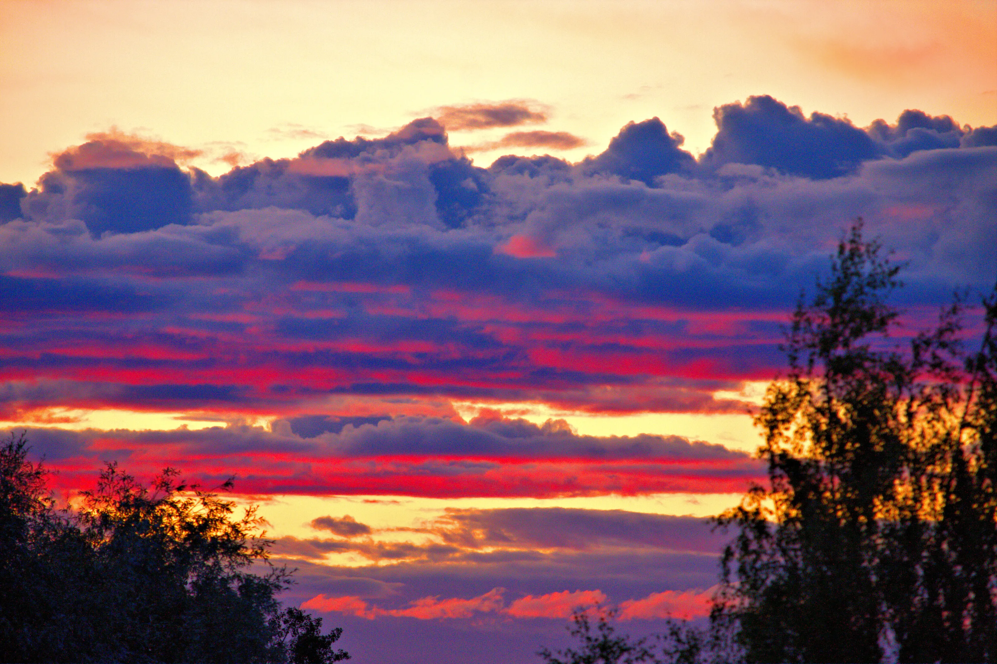 Red Cloud Delight