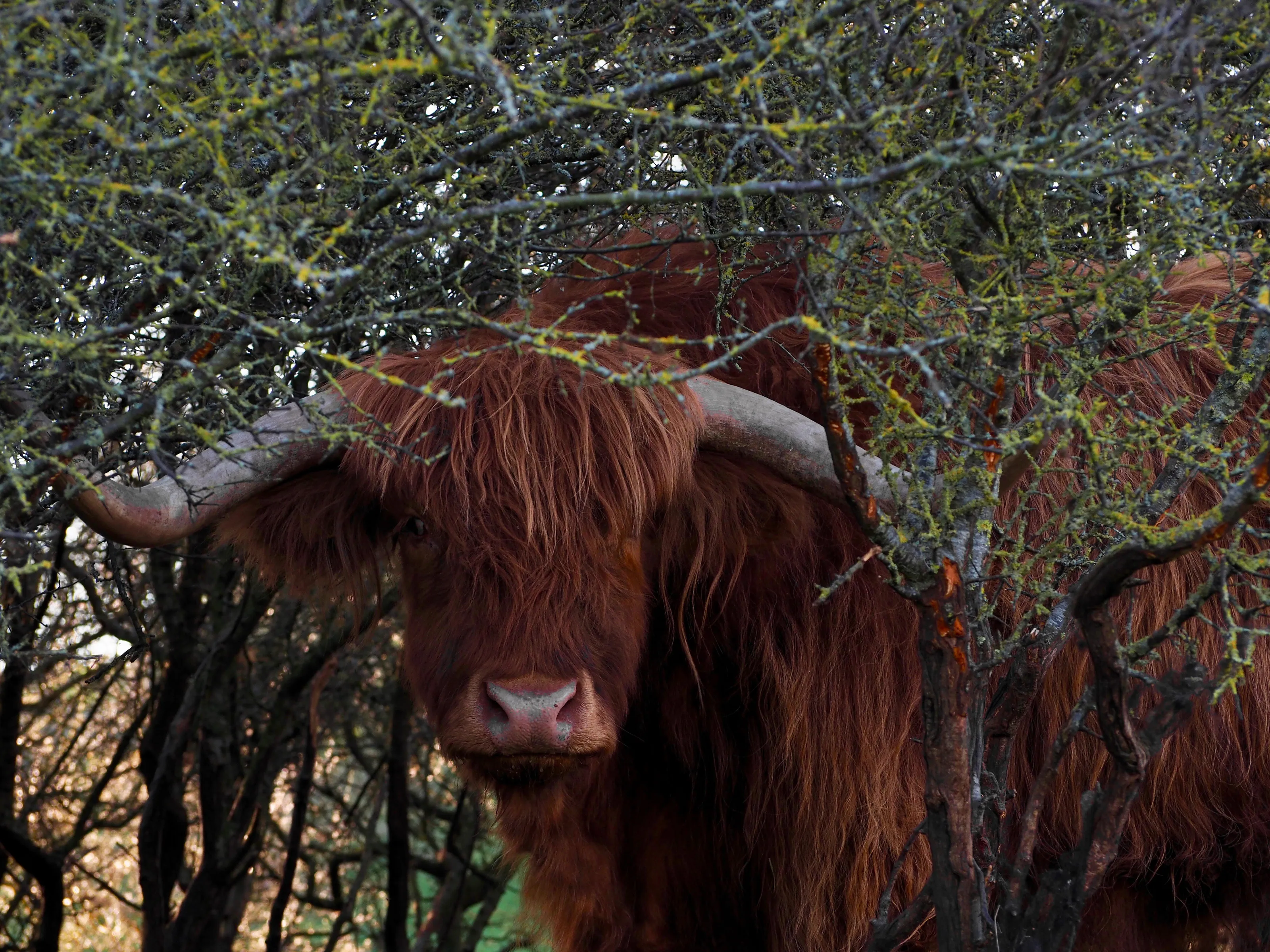 Curious highland cow