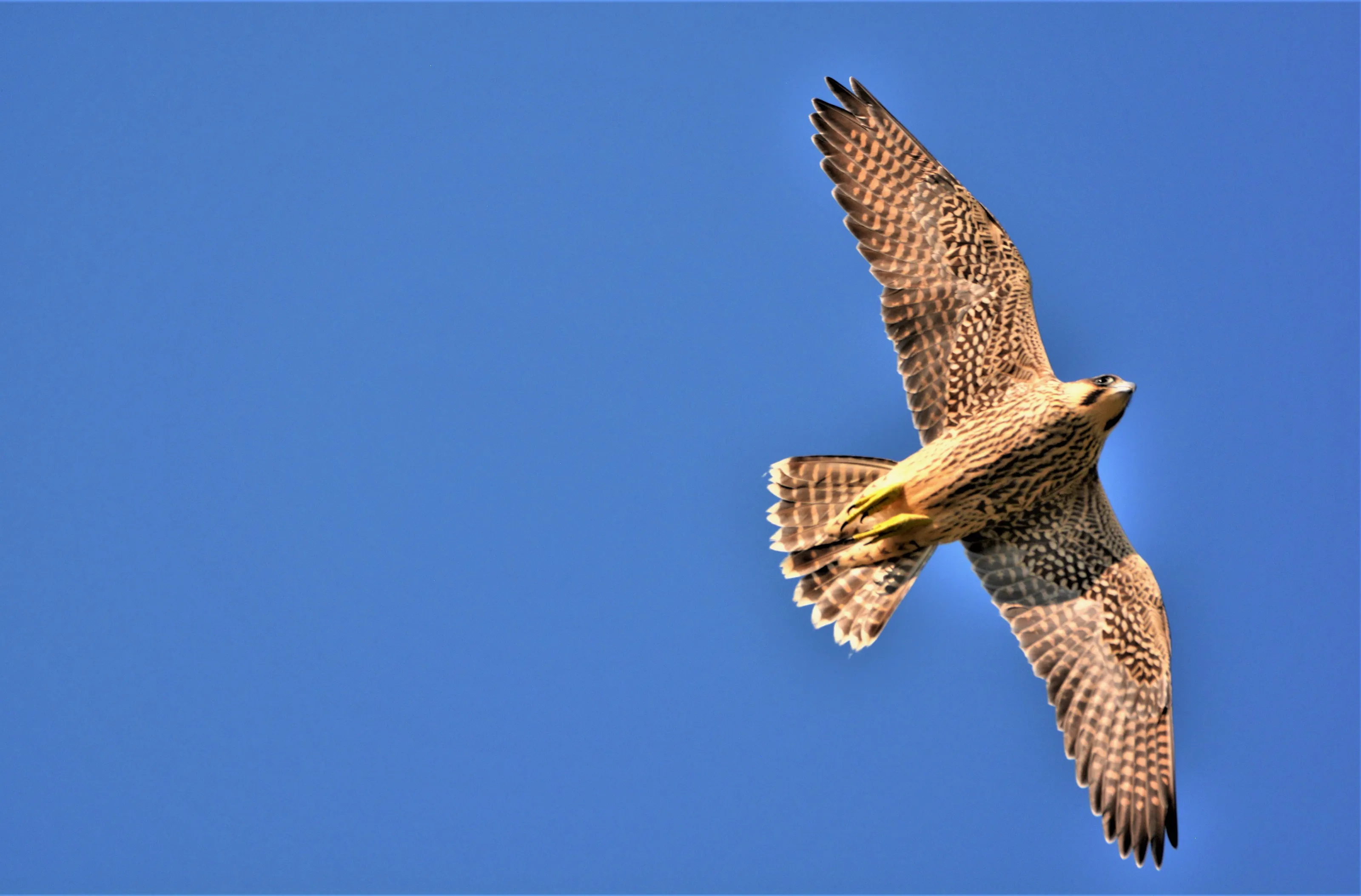 Peregrine Falcon