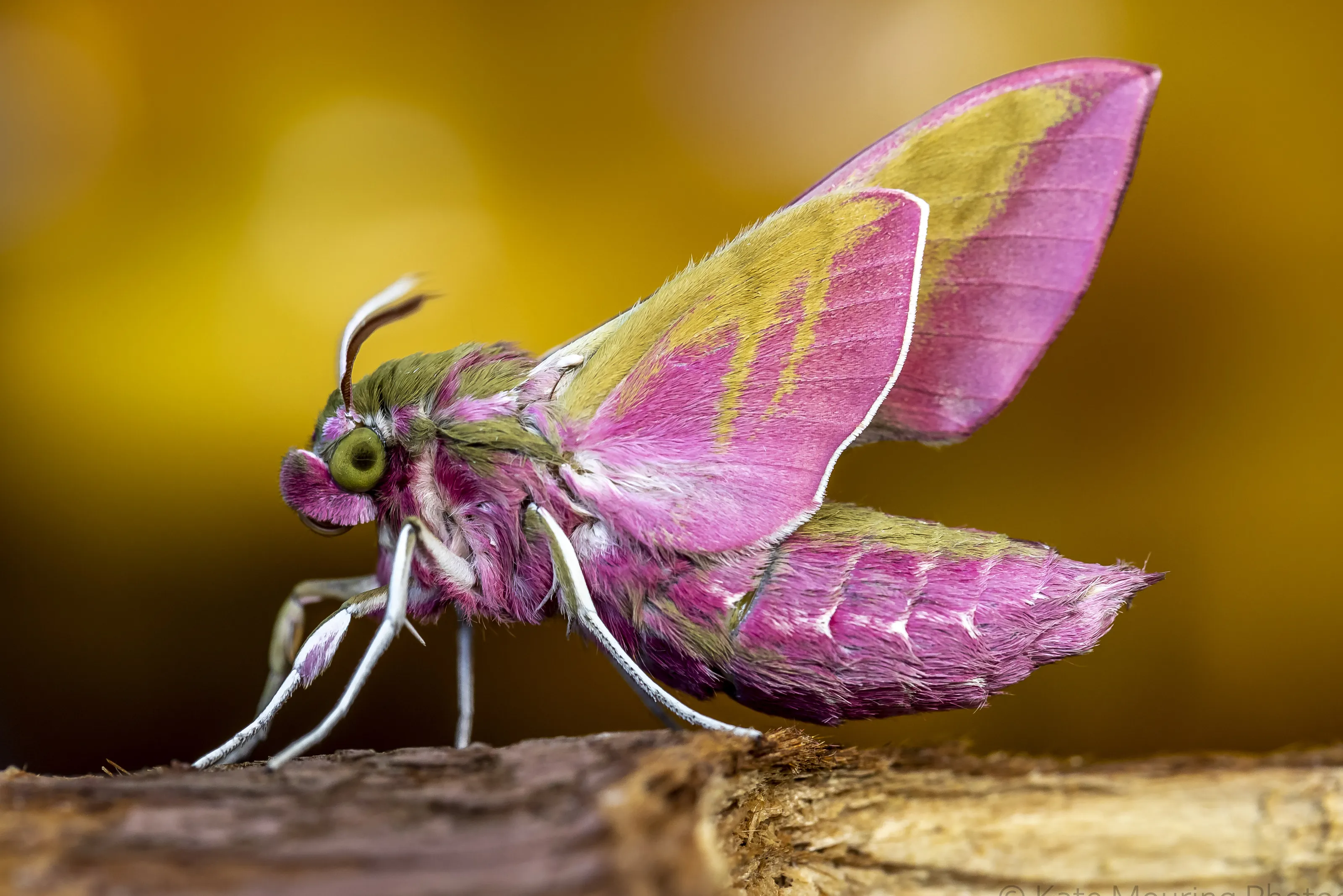 Elephant hawk moth