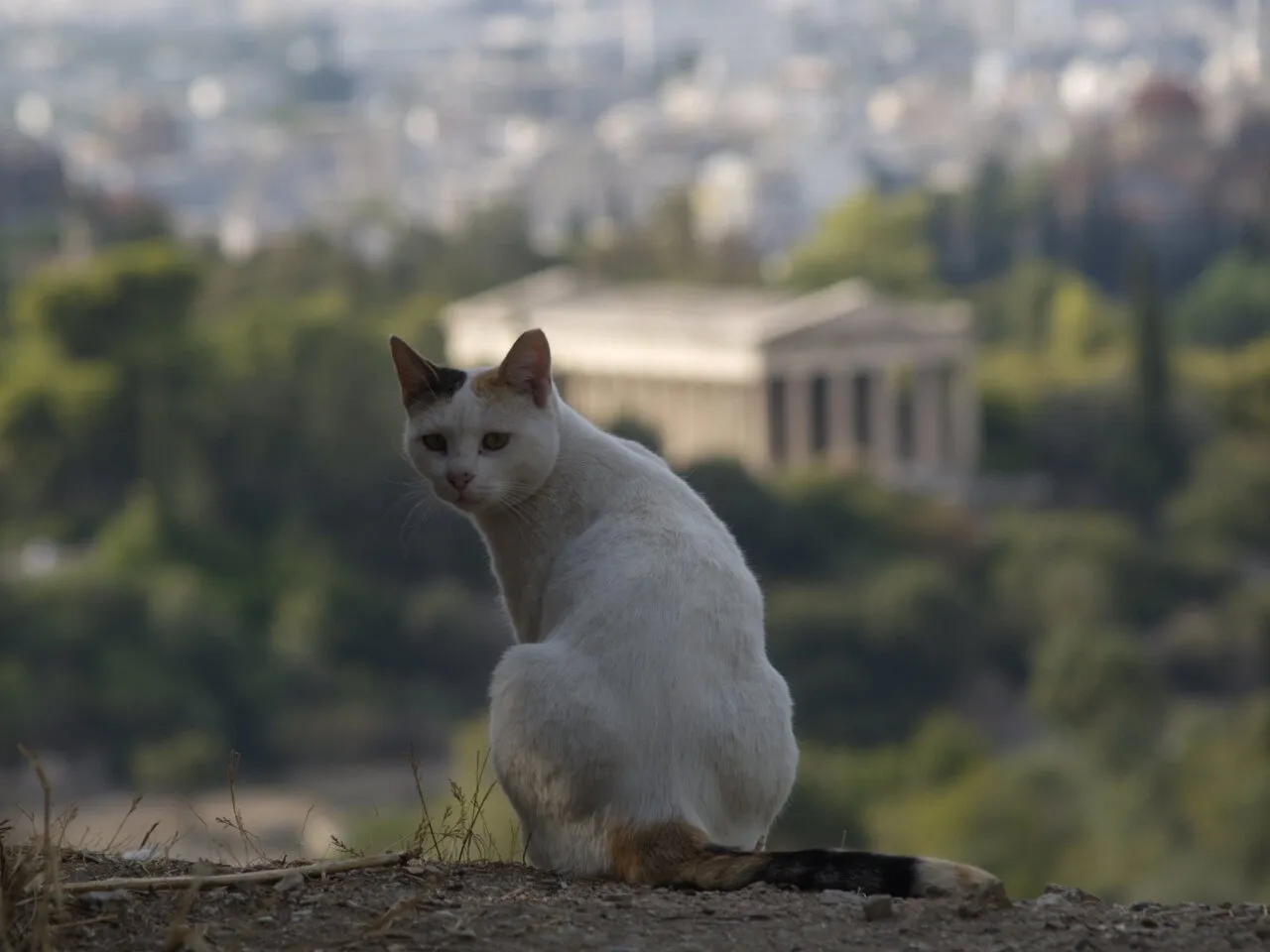 Cat
