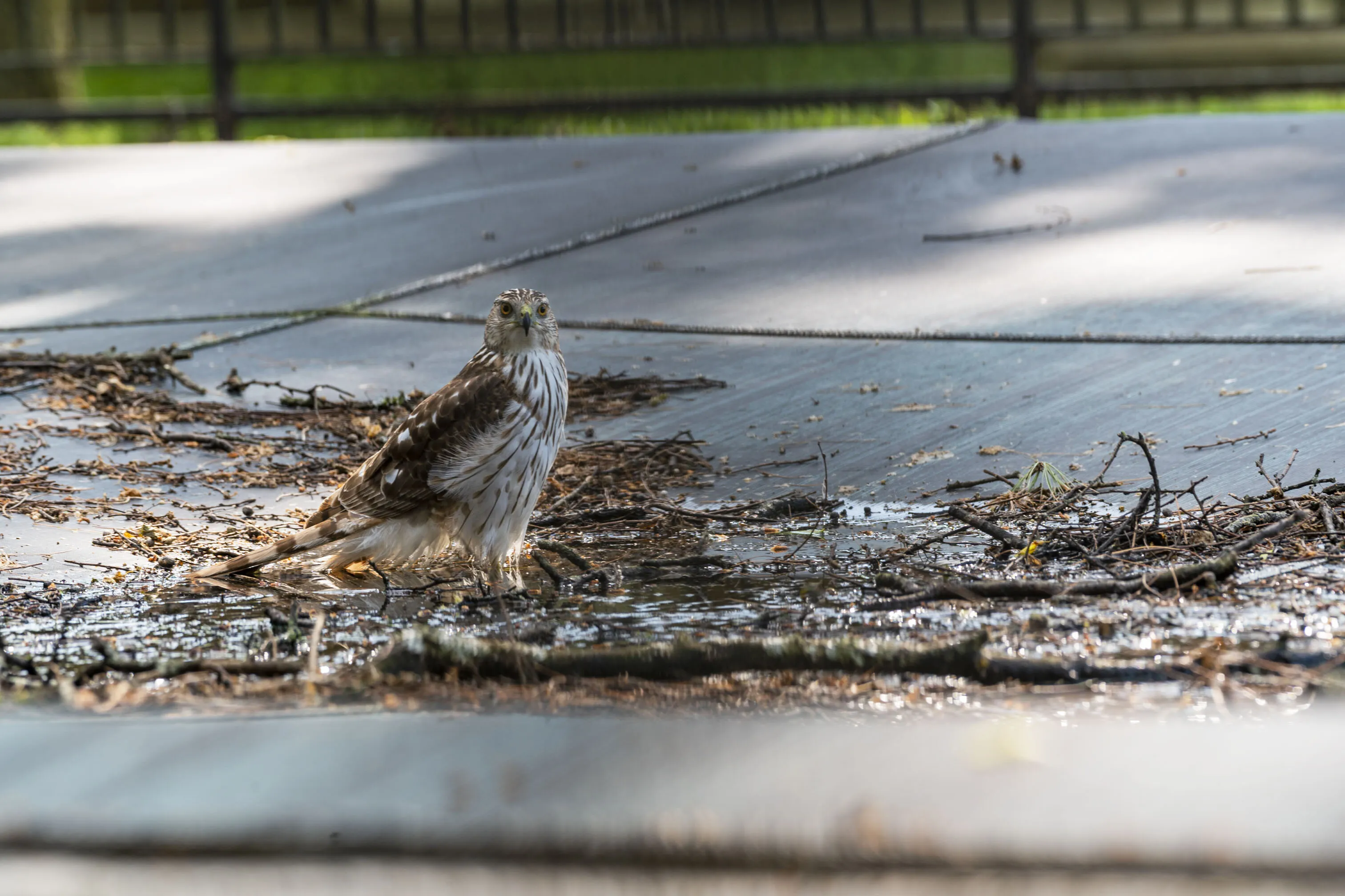 Poolside Hawk