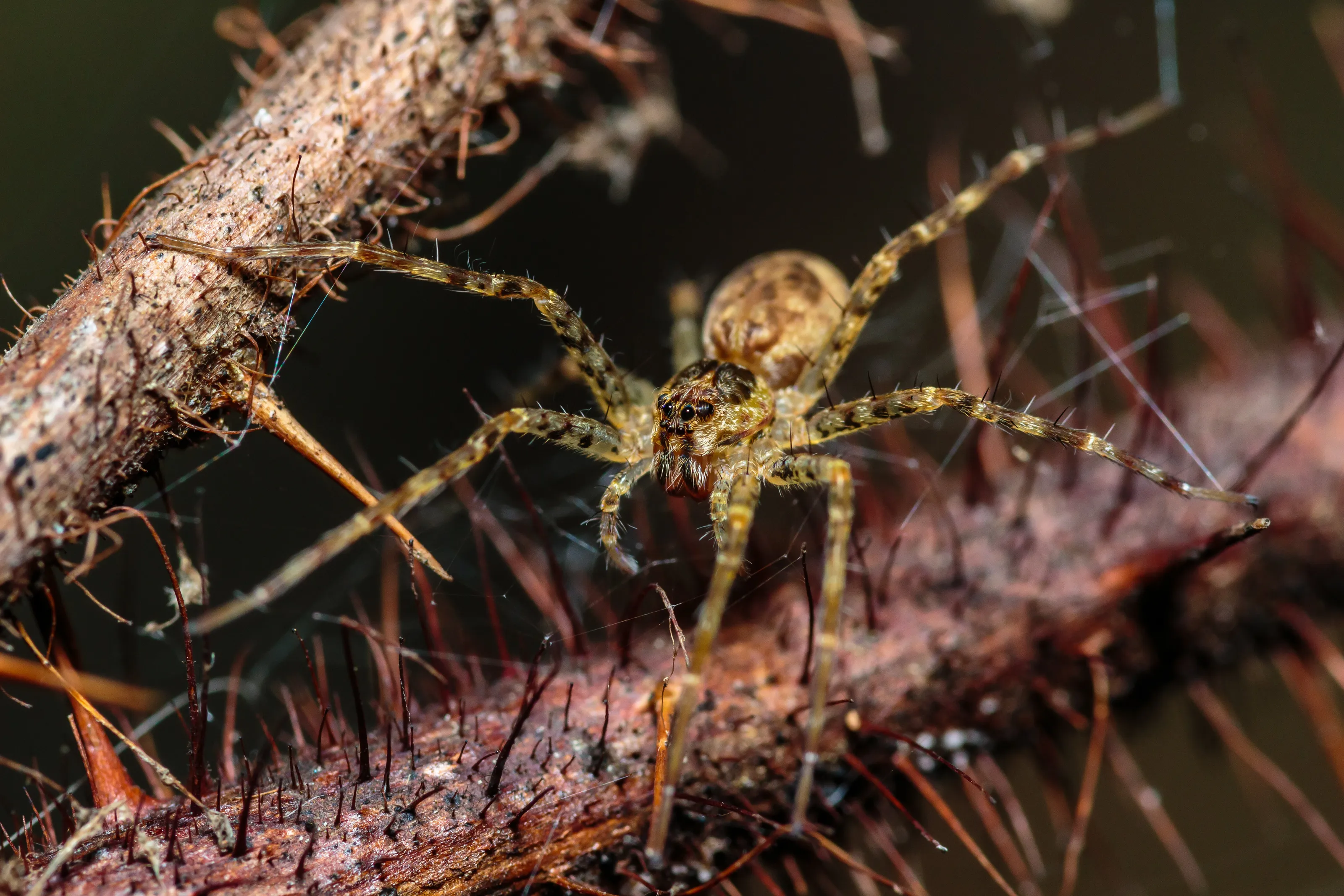 Juvenile Fishing Spider