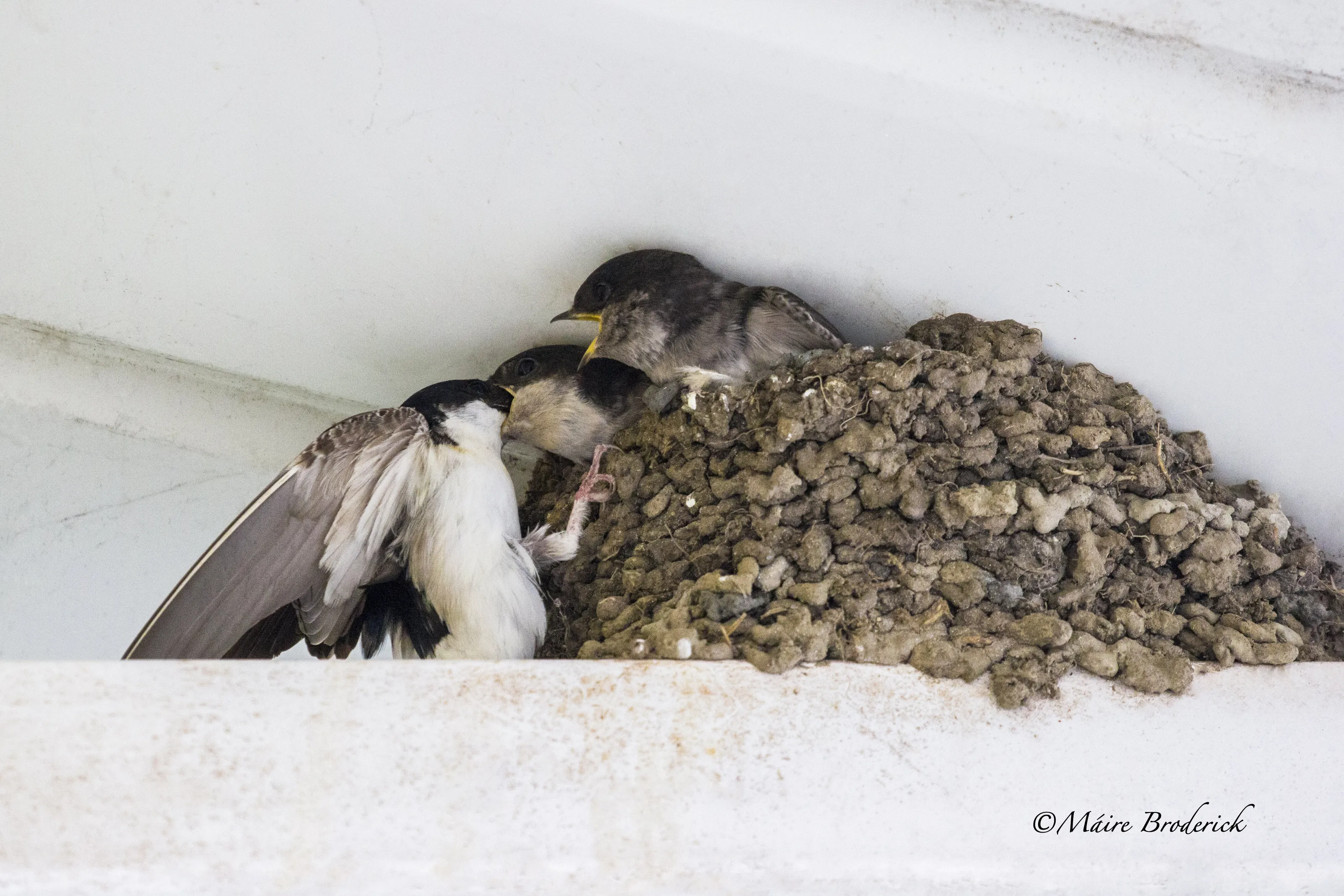 Feeding Time