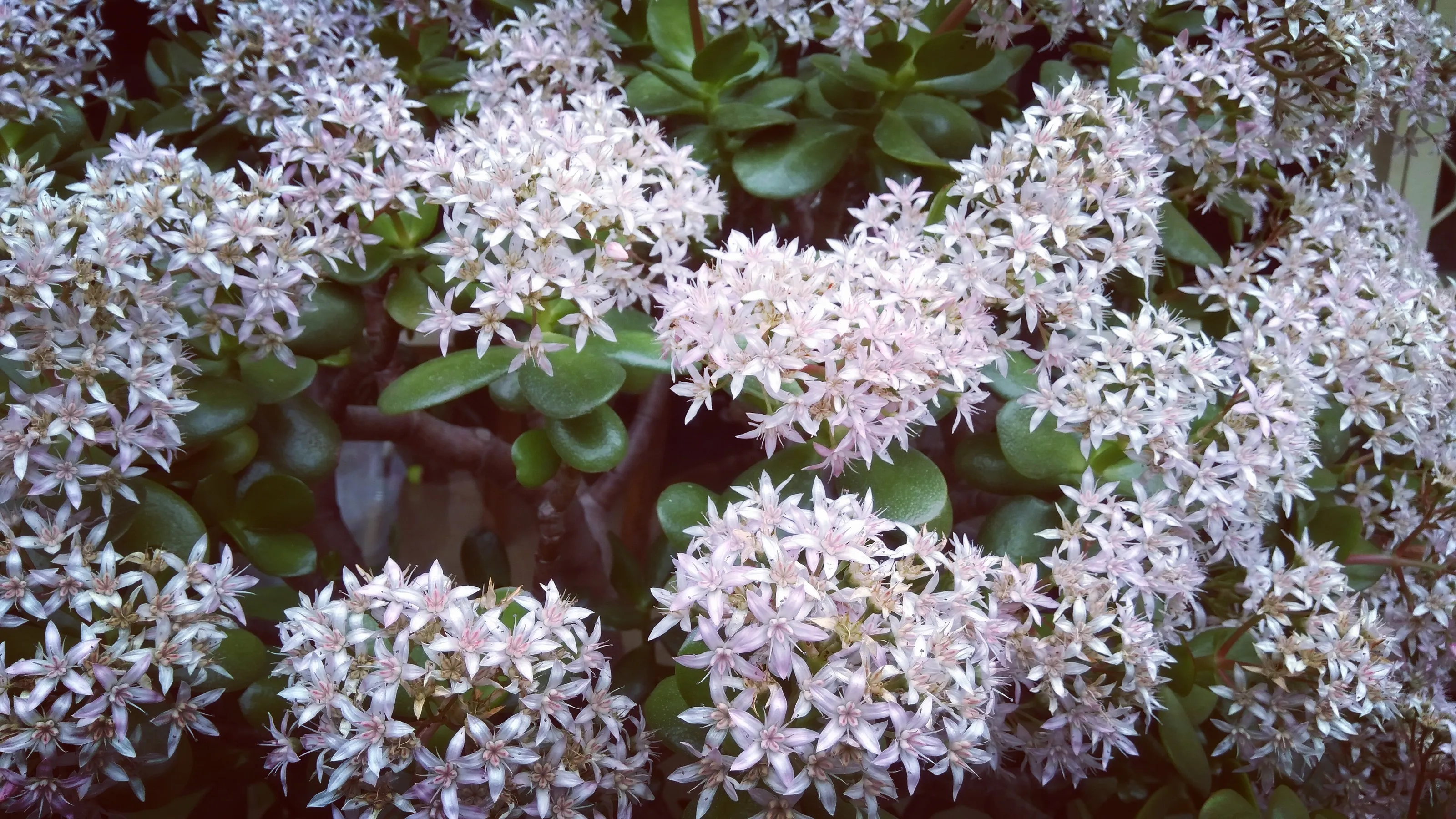 Floral Starbursts