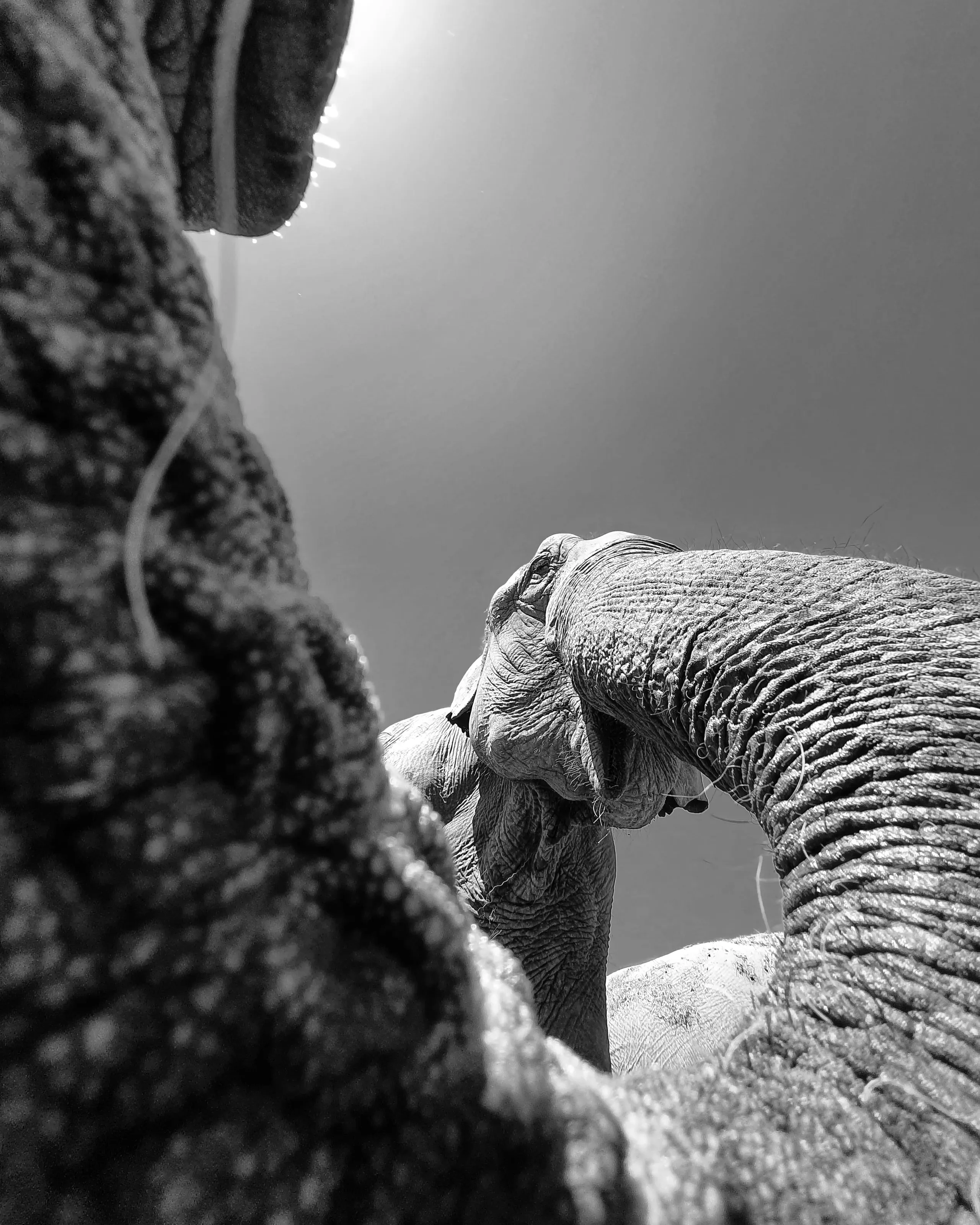 Elephant model)