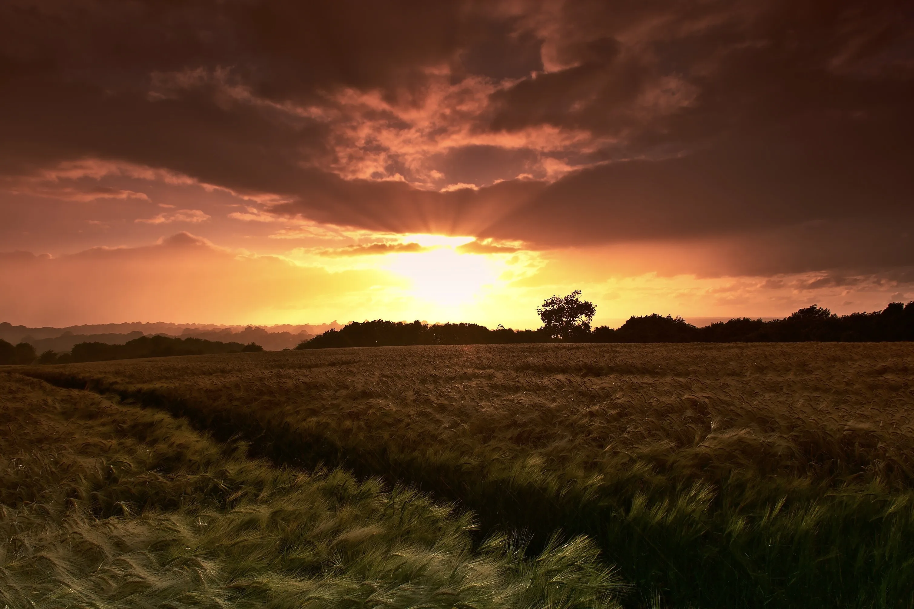 Sun rays over corn field