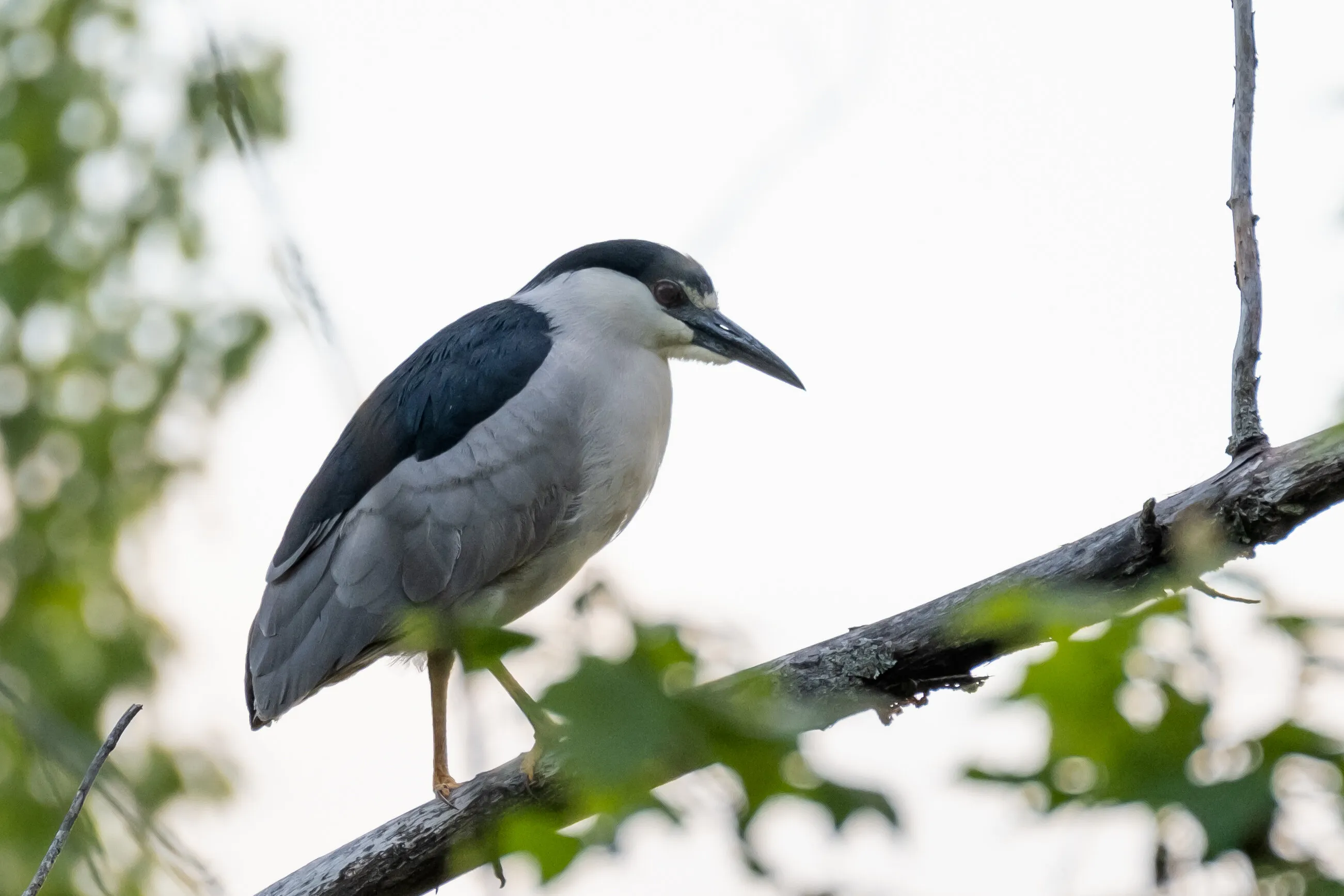 Night Heron