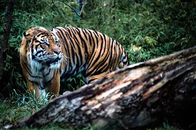 Beautiful Tiger
