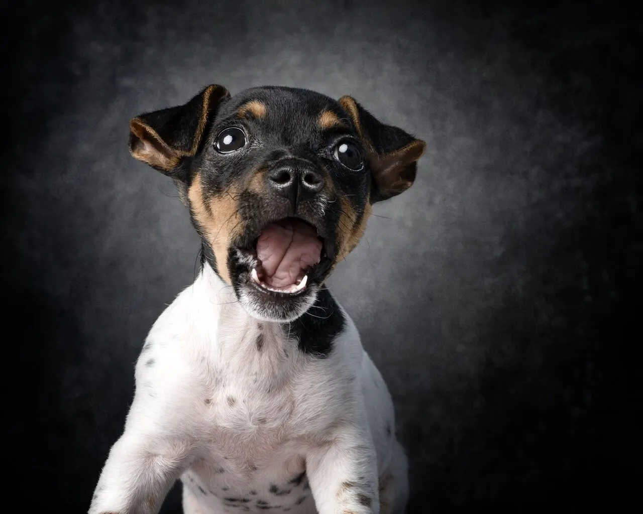 Puppy’s Pull The Best Faces
