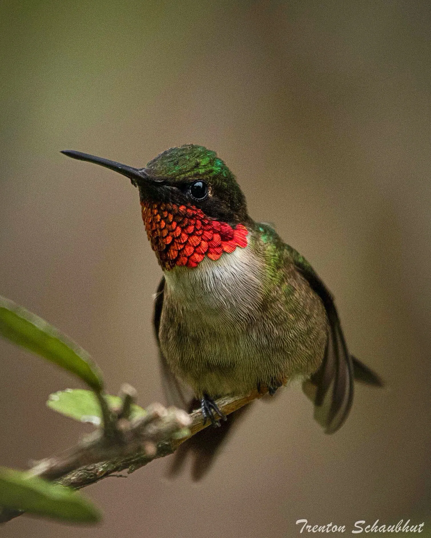 Ruby-Throated Hummingbird