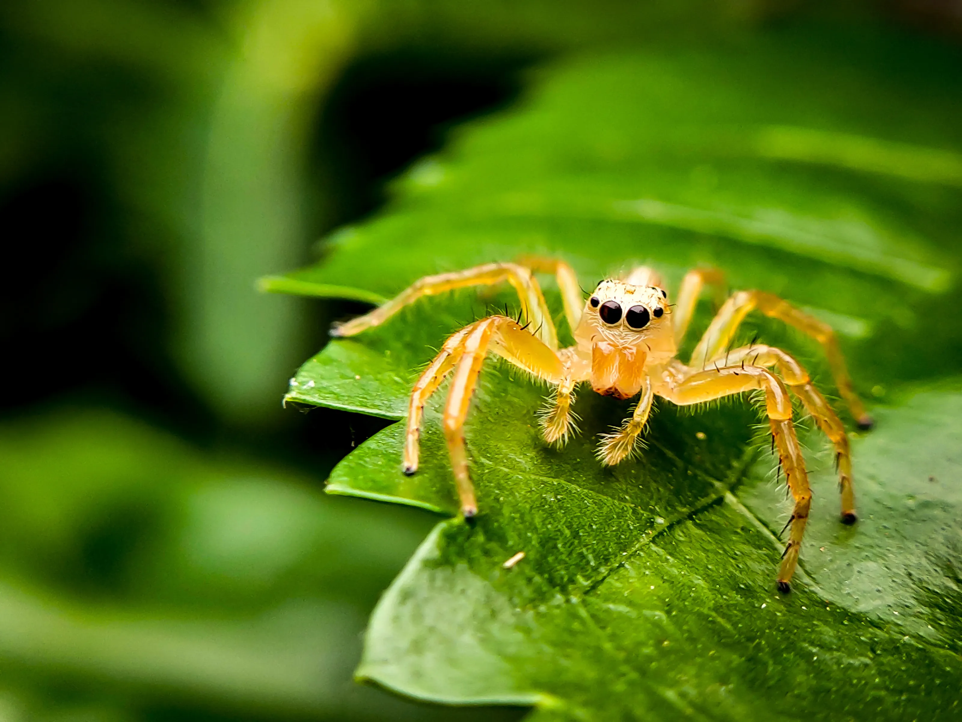 Jumping spider on the leaf