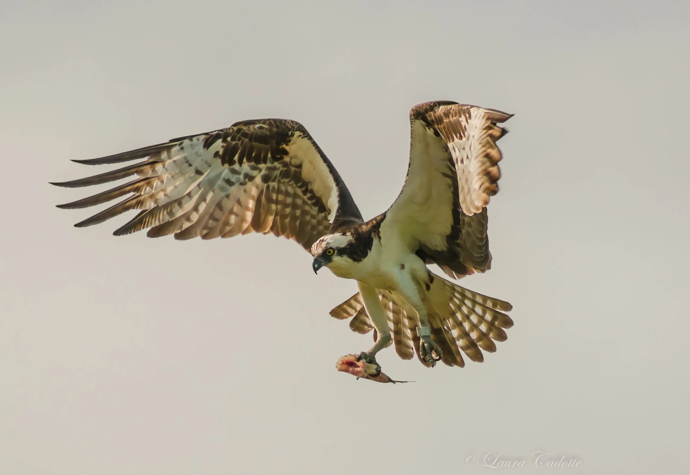 Osprey