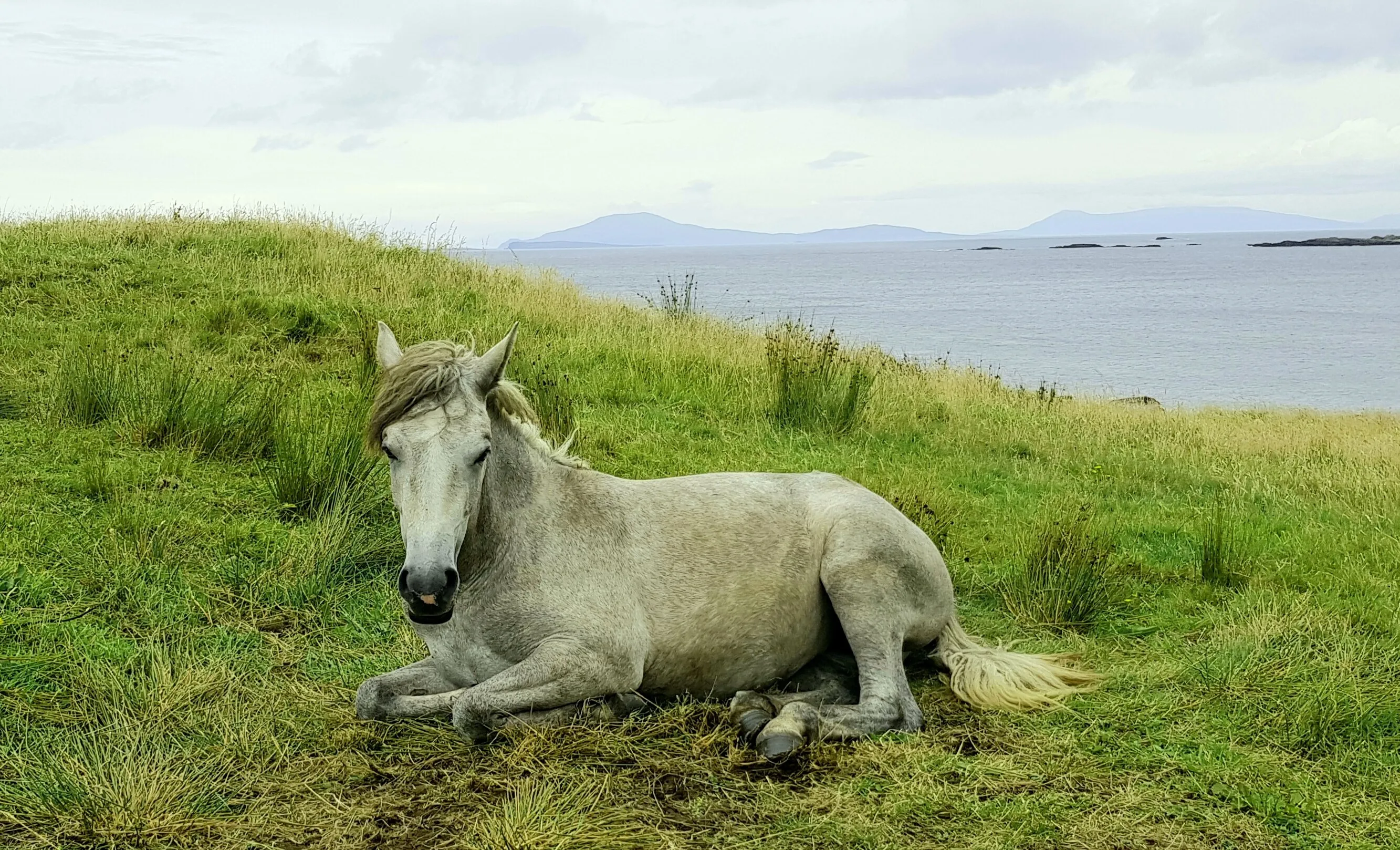 Connemara Pony