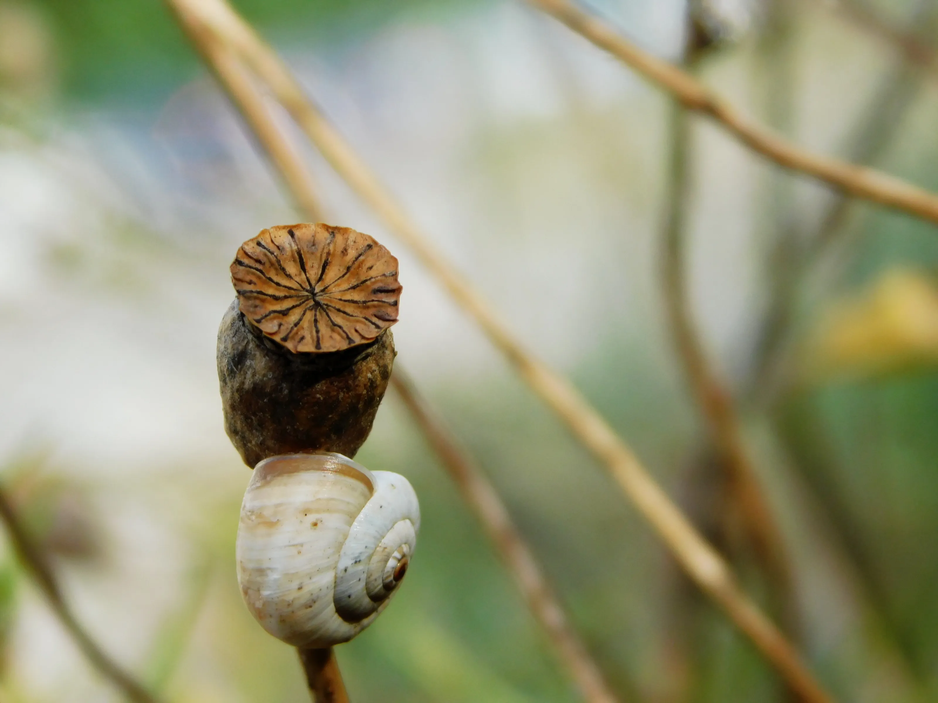 Snail and overblown poppy