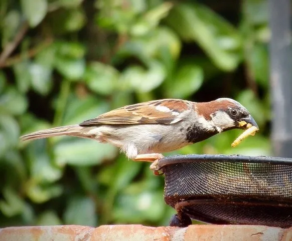 House Sparrow