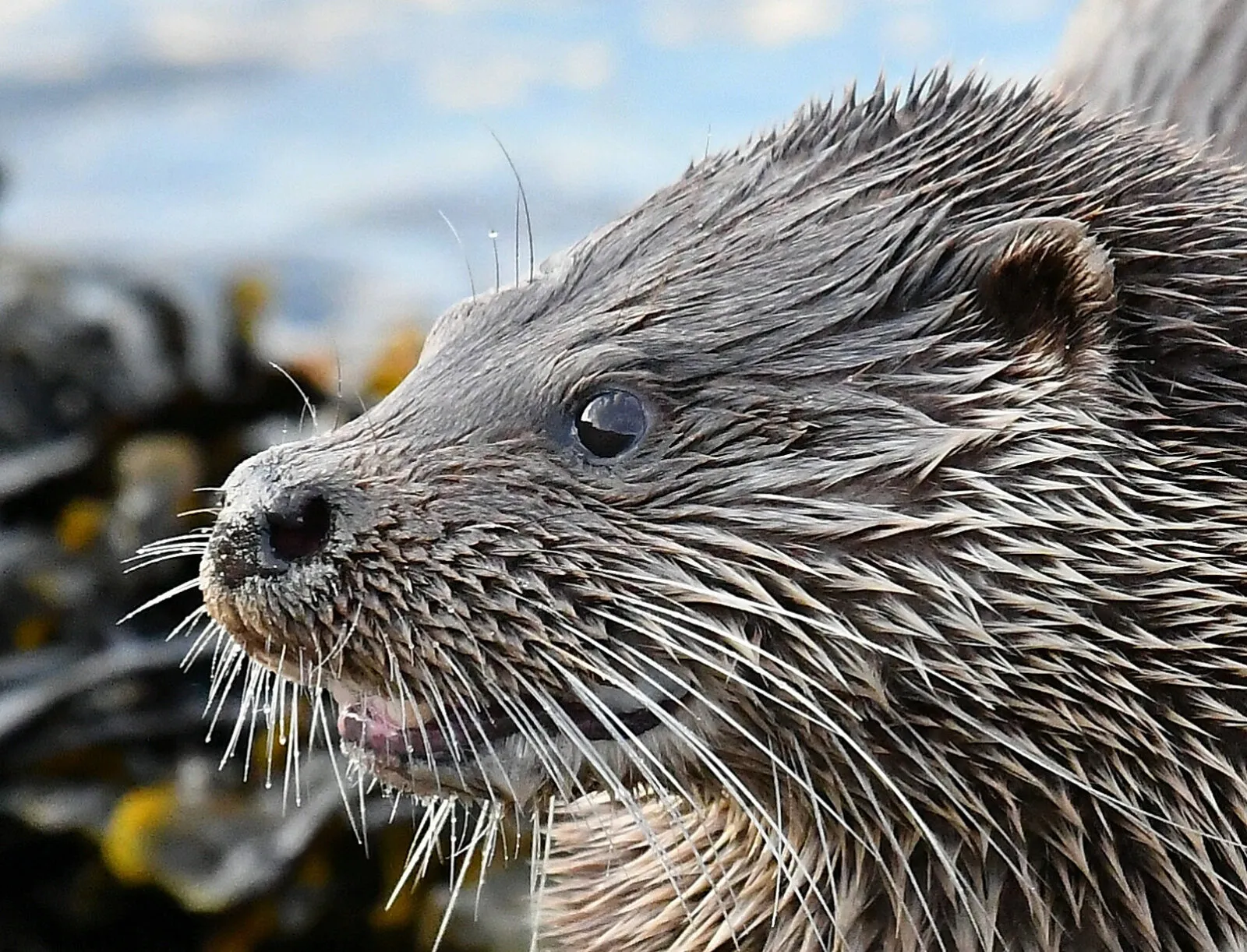 Otter Encounter