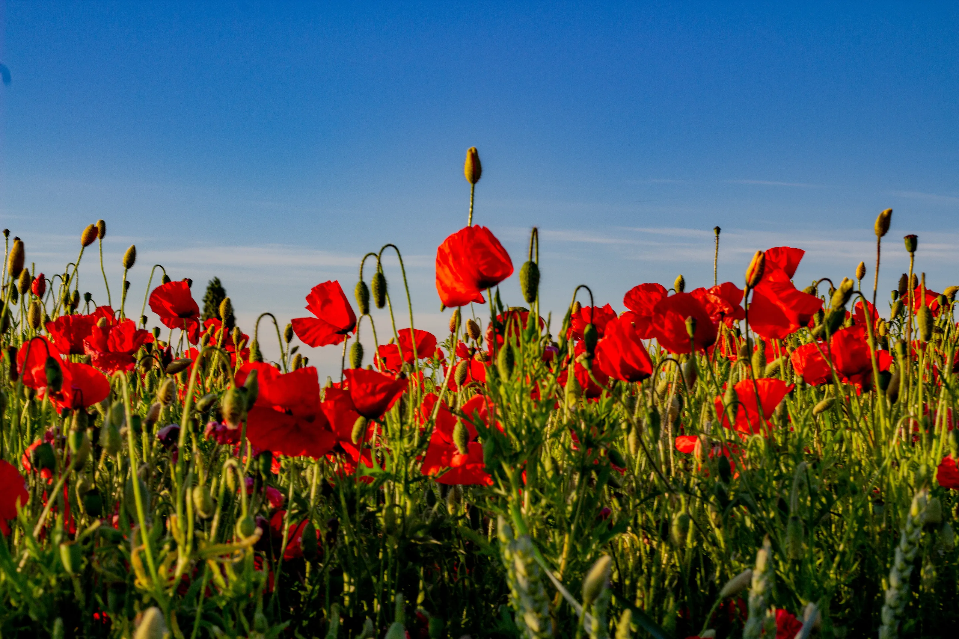 Poppy Field