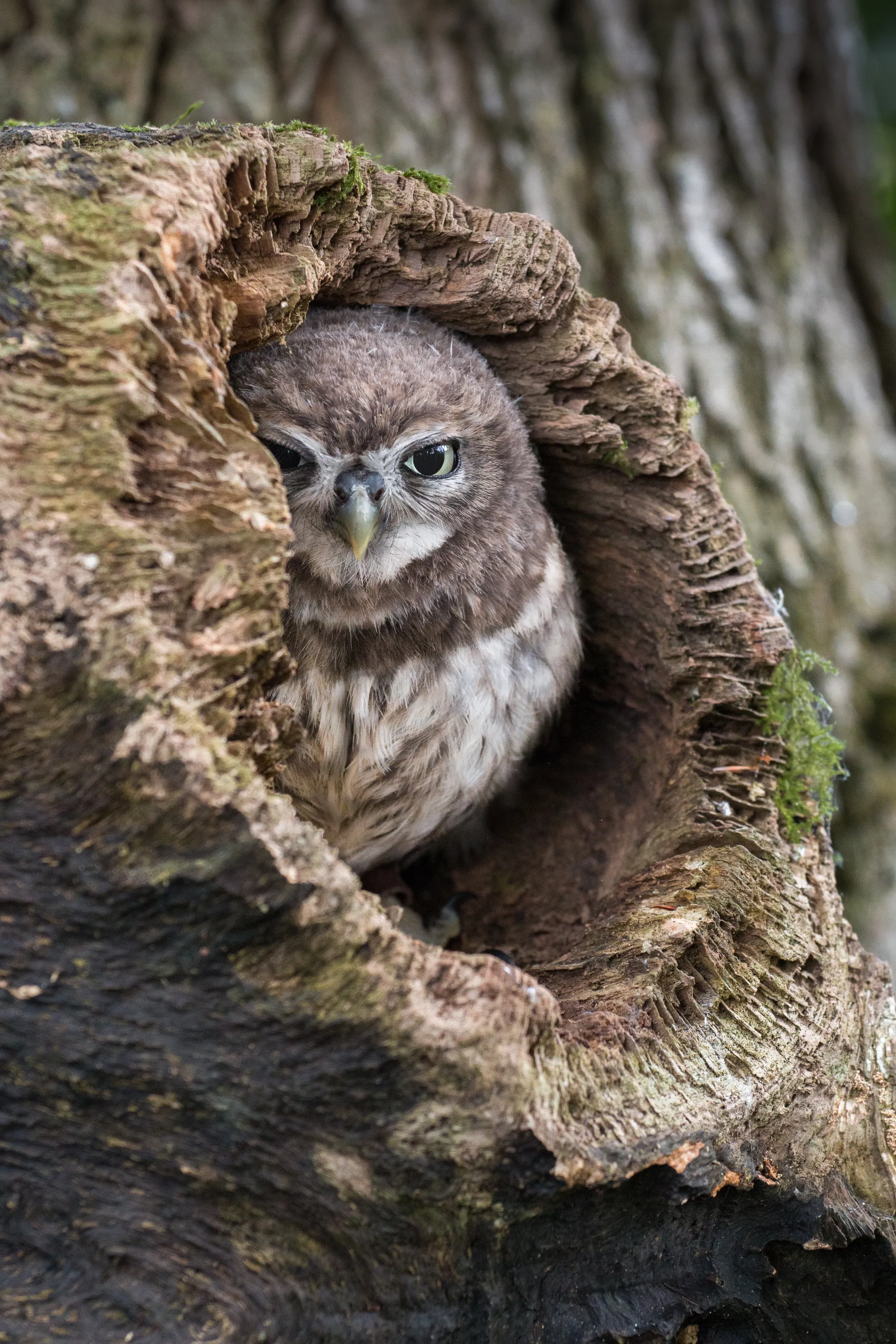 The nosey little owl