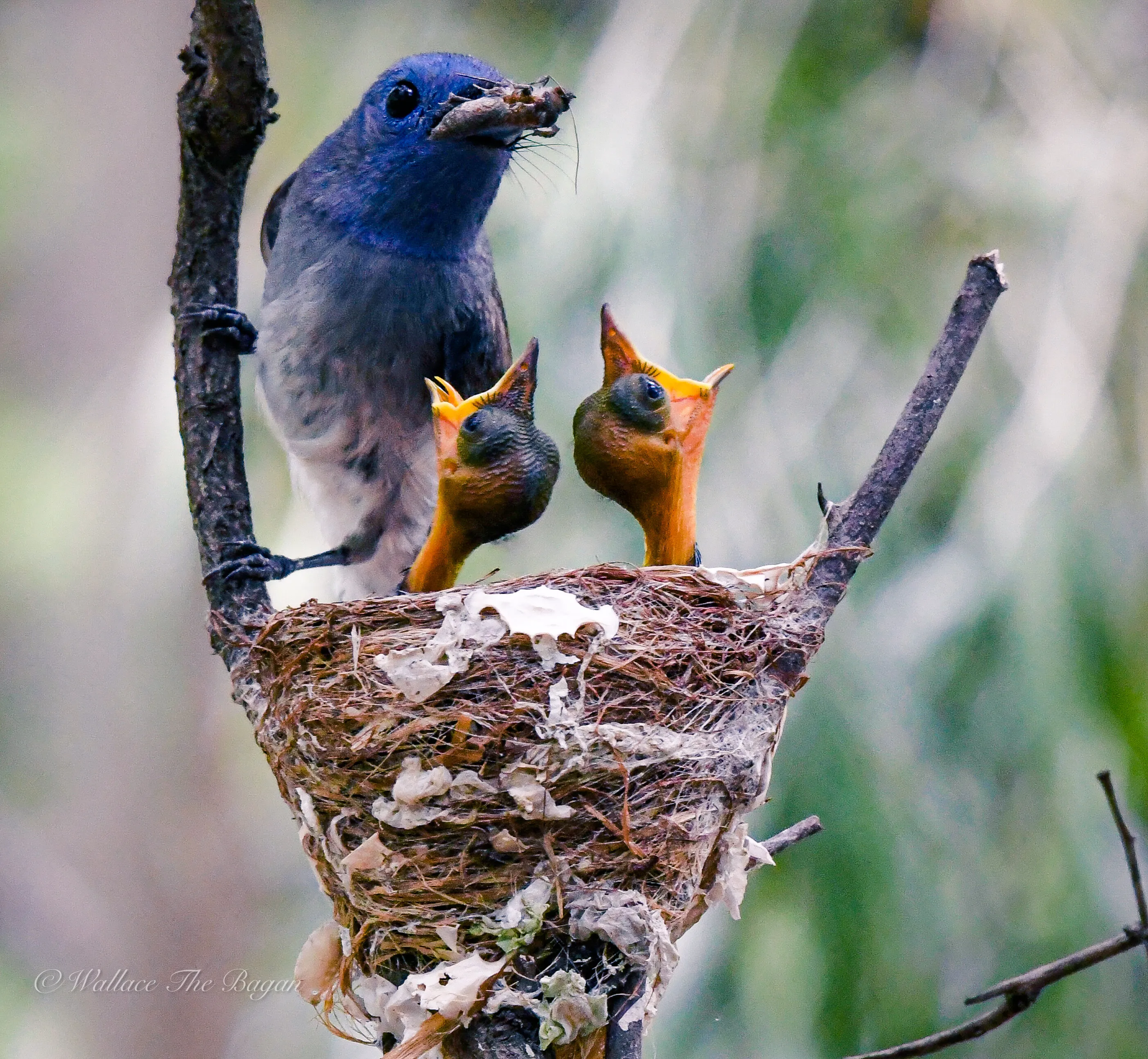 Mother’s Love on Family