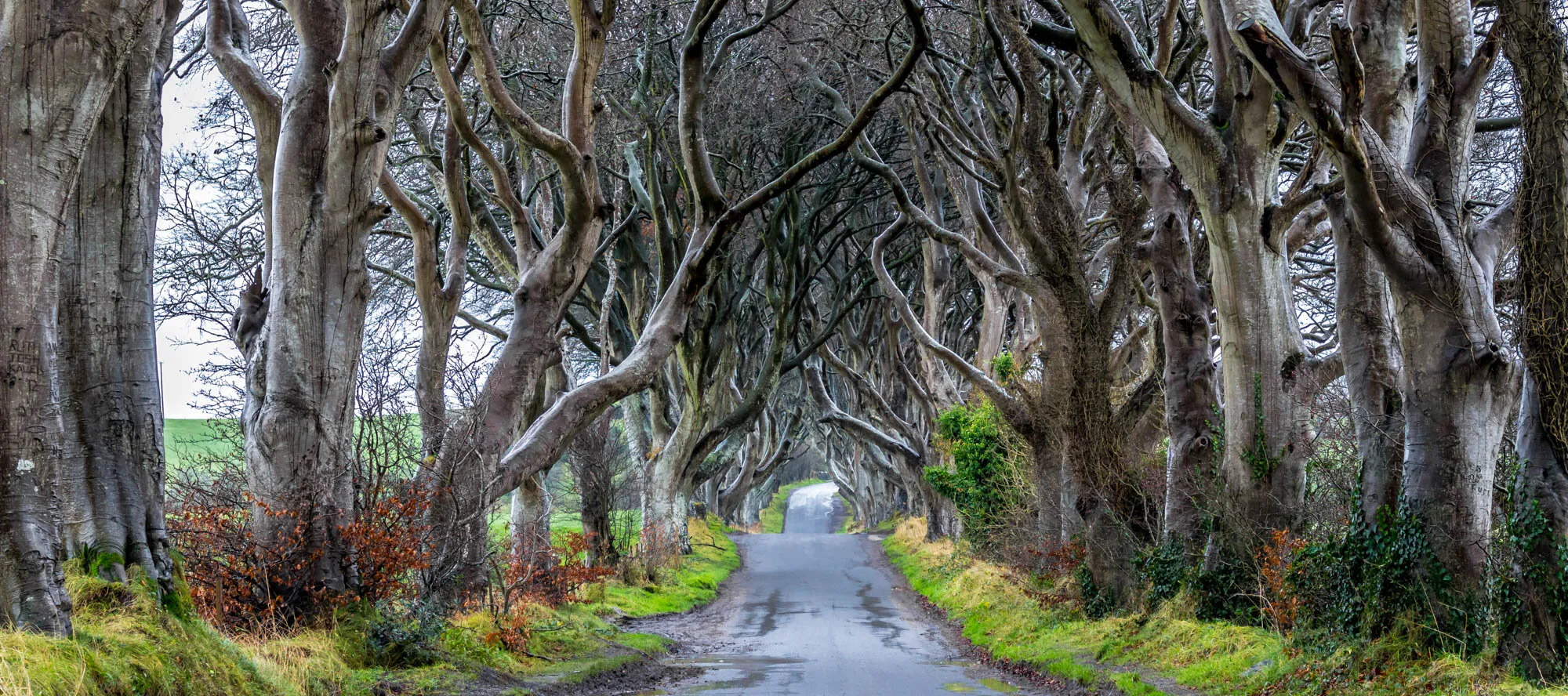 The Dark Hedges