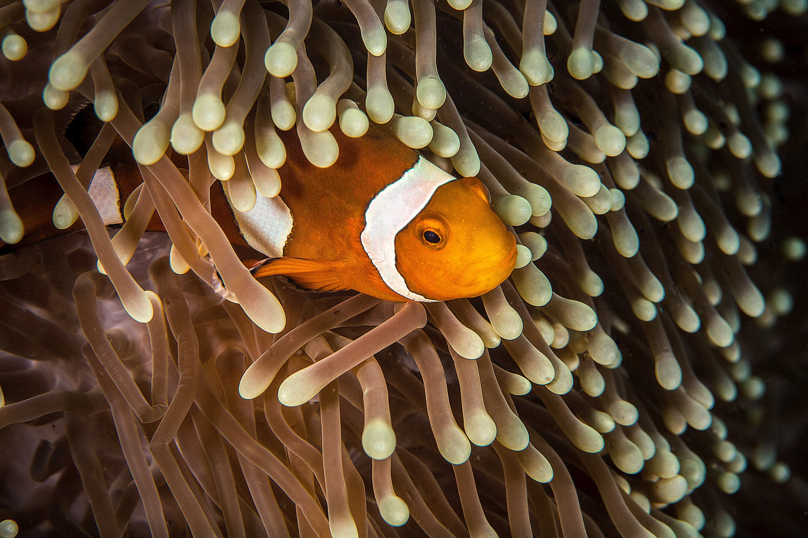 Anemone Clown Fish and Anemone