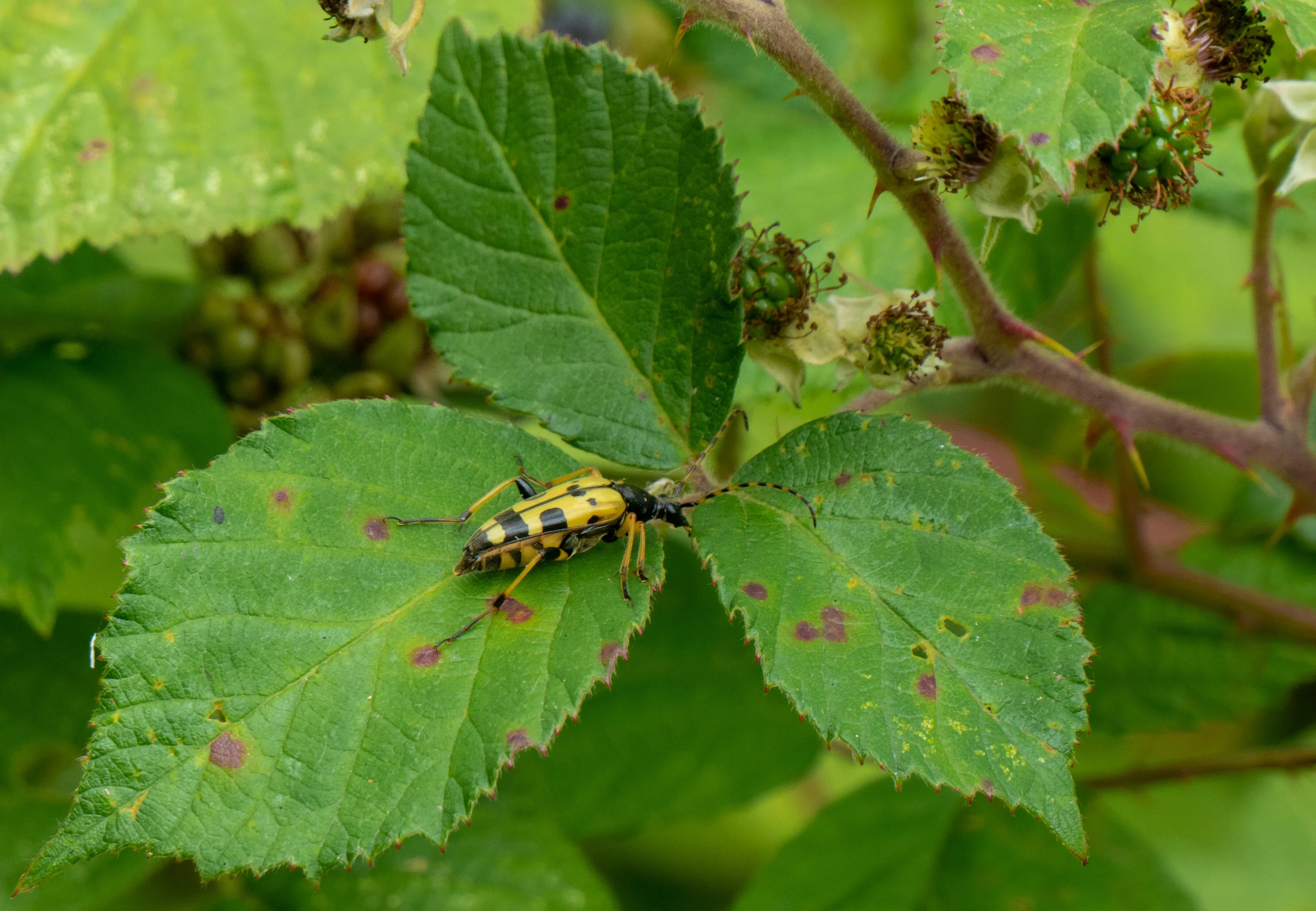 Black and Yellow Longhorn Beetle
