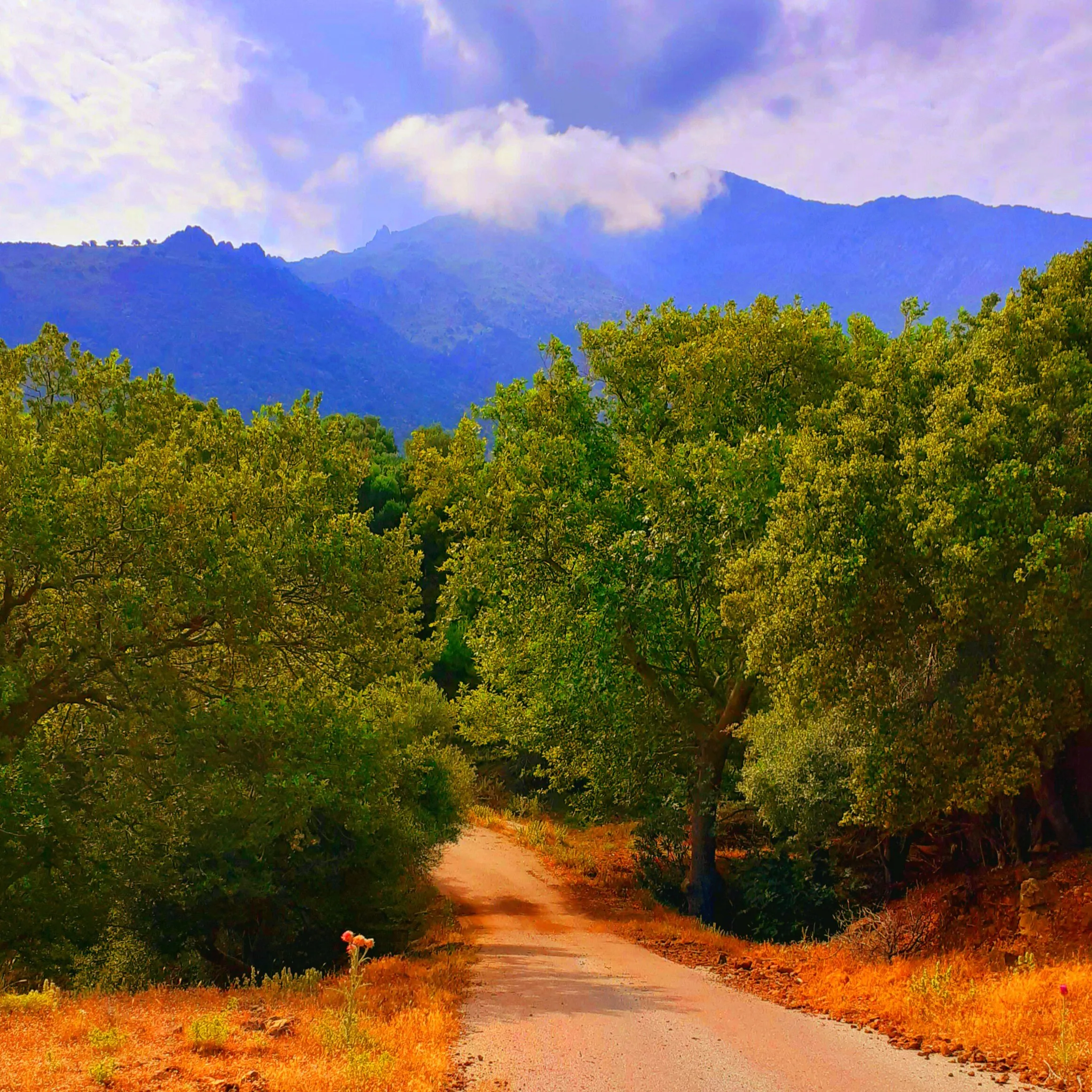 Trees and blue mountain