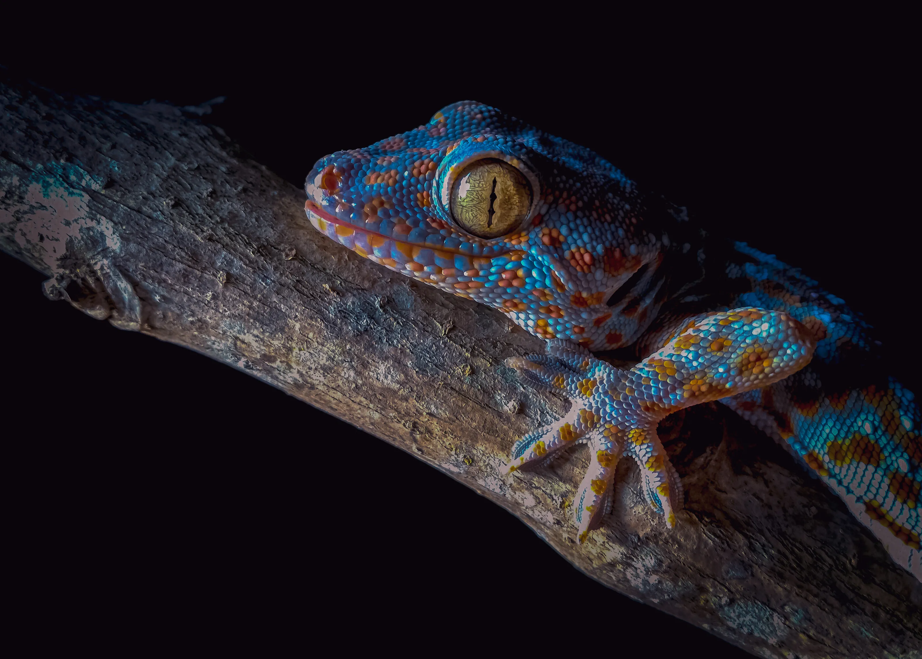Gekko palawanensis