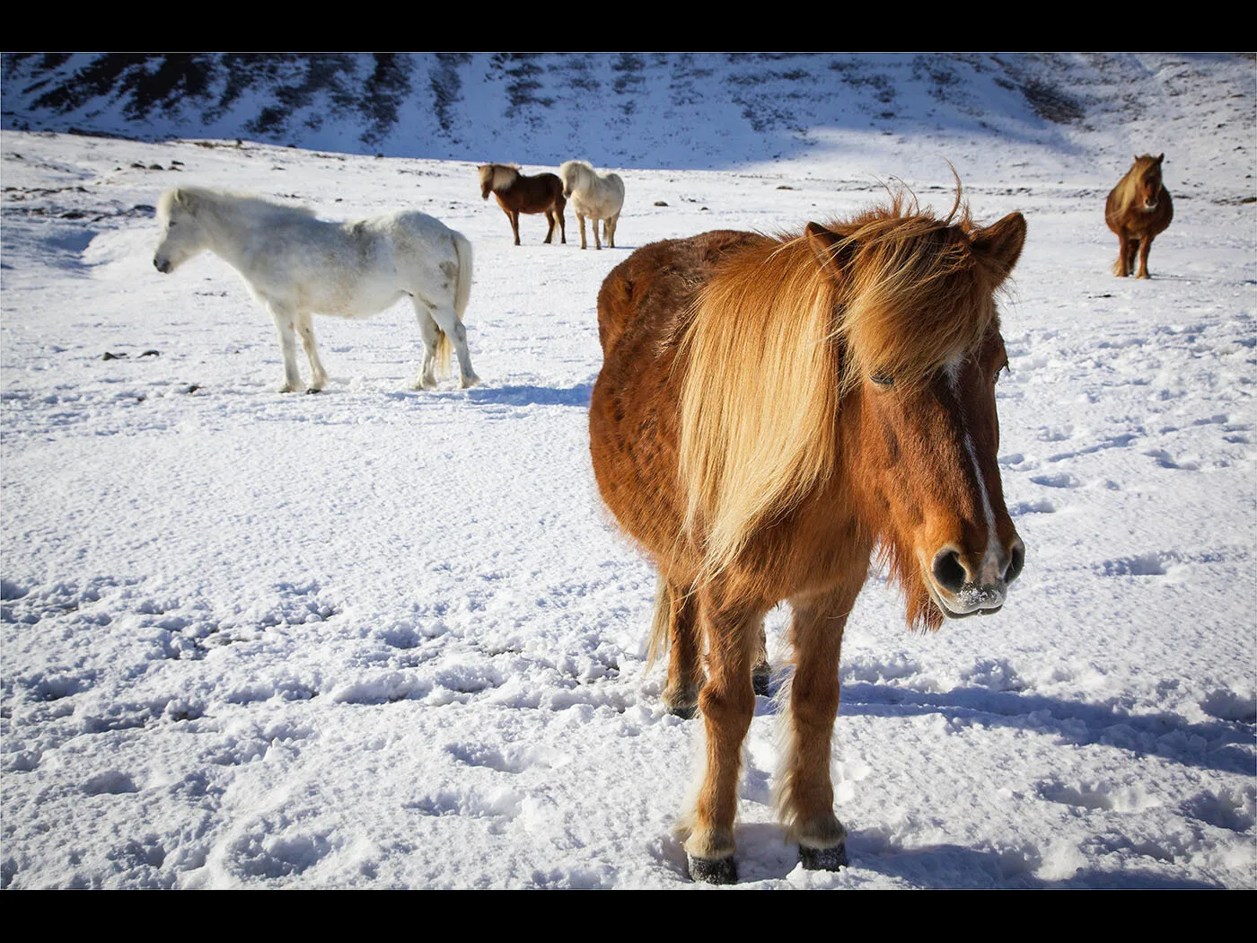 Icelandic ponies