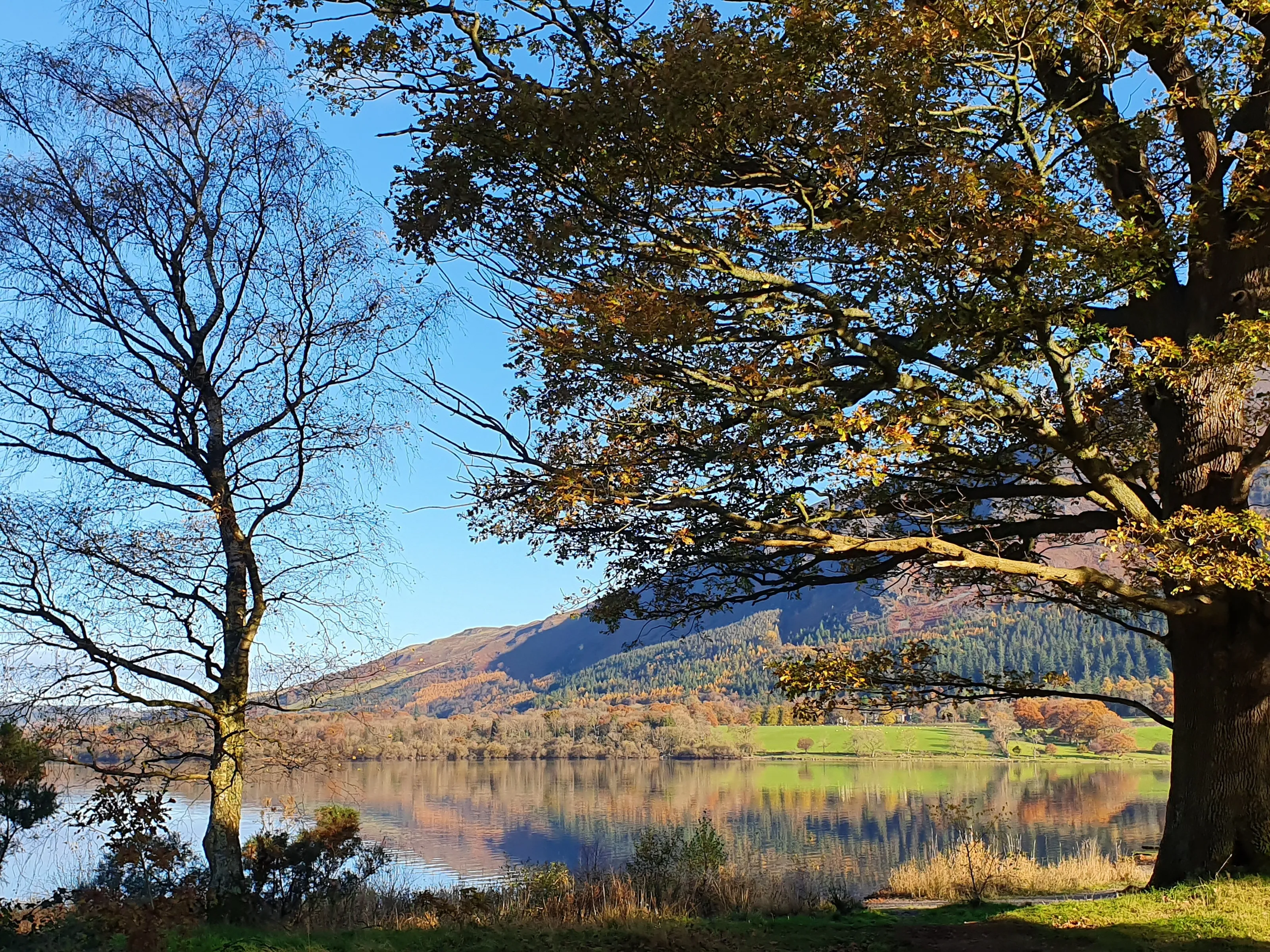 Bassenthwaite Trees